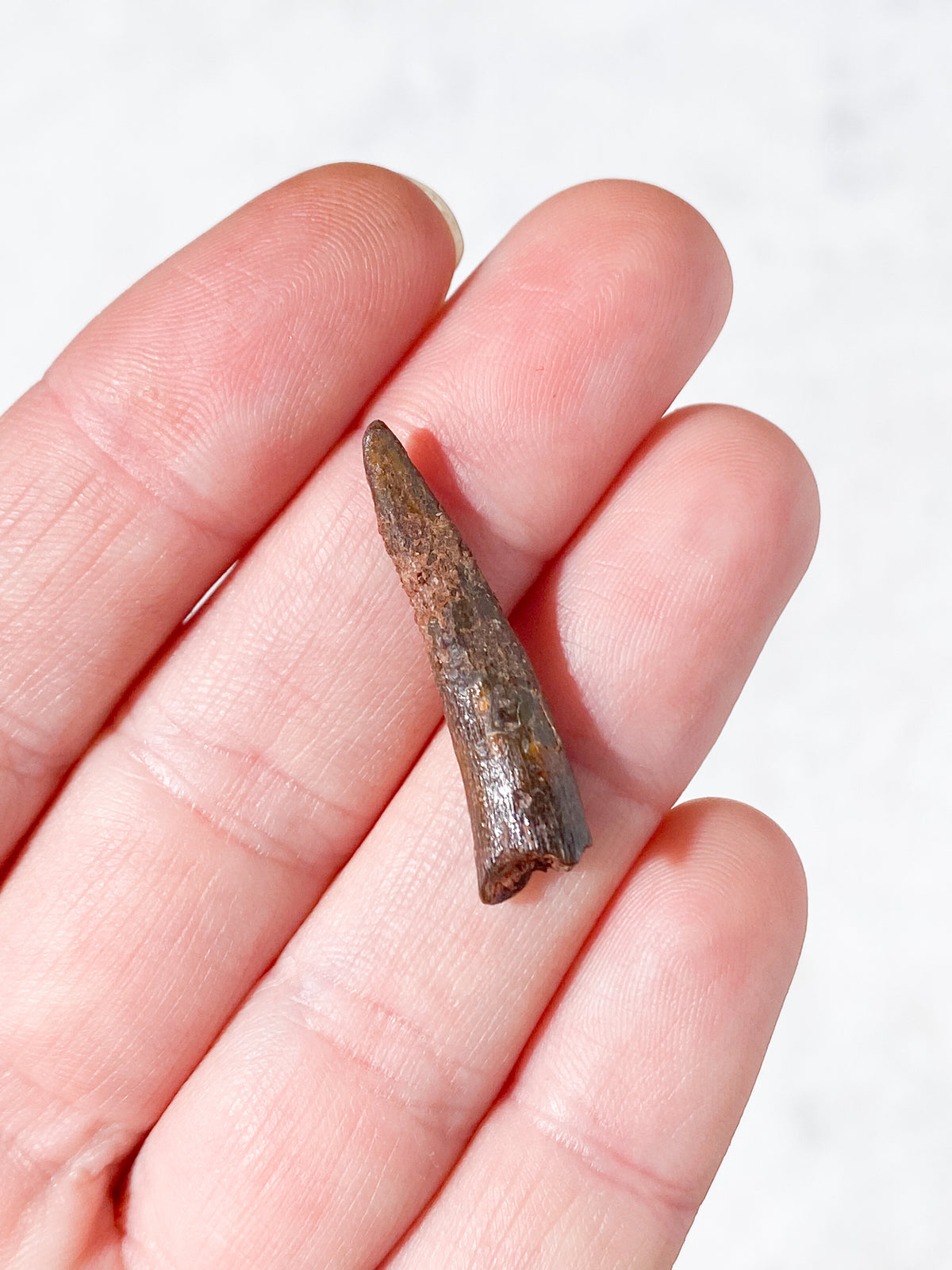 Pterosaur Tand Fossil (Nr. 9) Flyveøgle