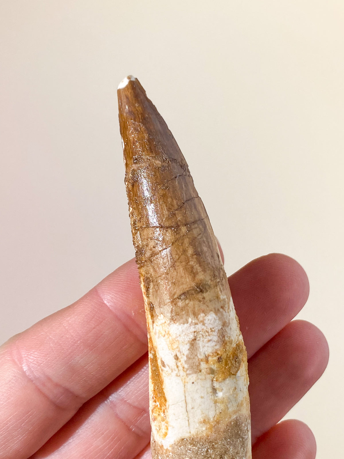 Spinosaurus Tand Fossil (Nr. 11)