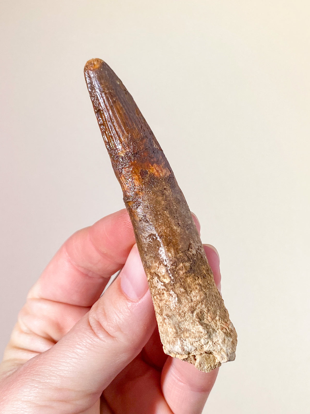 Spinosaurus Tand Fossil (Nr. 12)