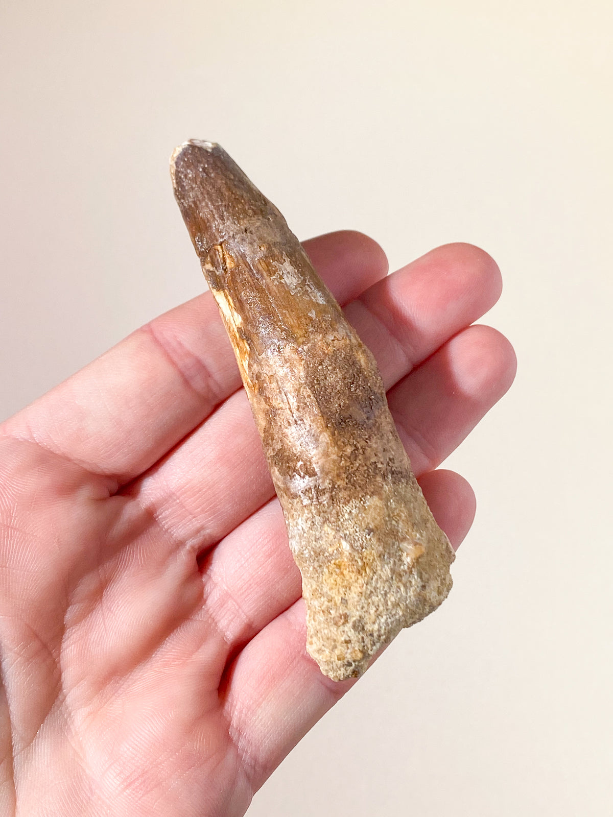 Spinosaurus Tand Fossil (Nr. 13)