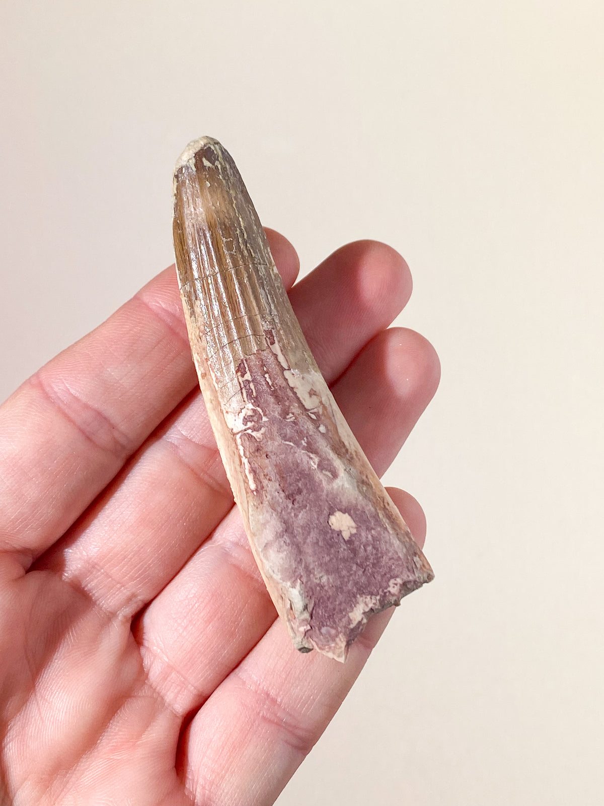 Spinosaurus Tand Fossil (Nr. 17)