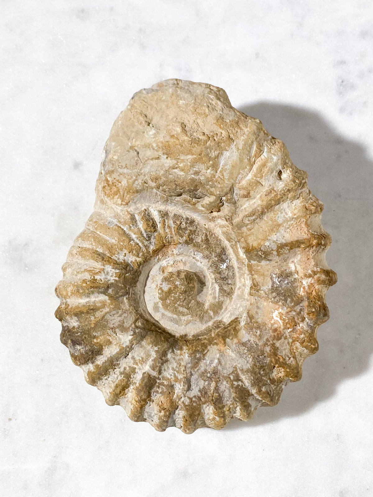 Ammonitfossil (Nr 13)