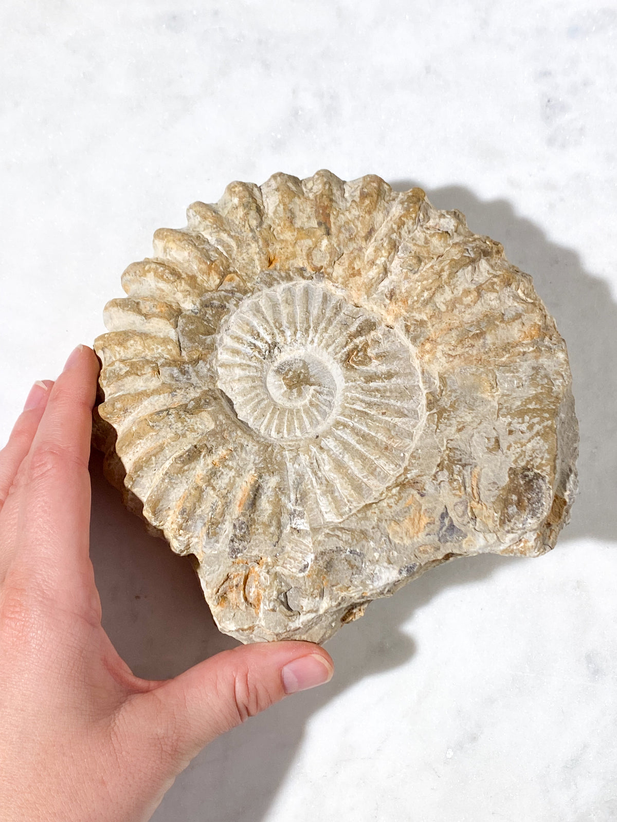 Ammonitfossil (Nr 14)
