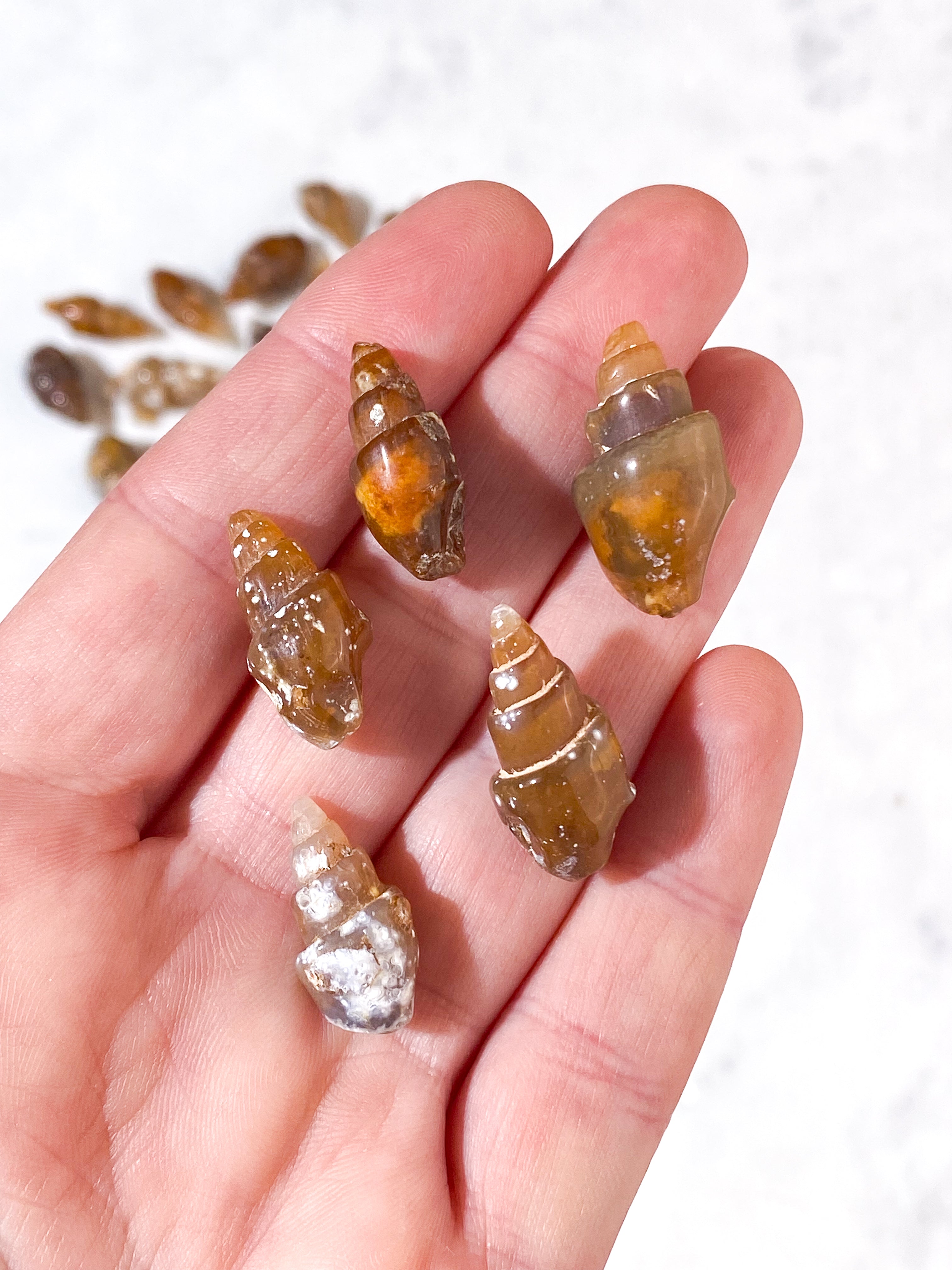 Fossiliserad snäcka (agat)