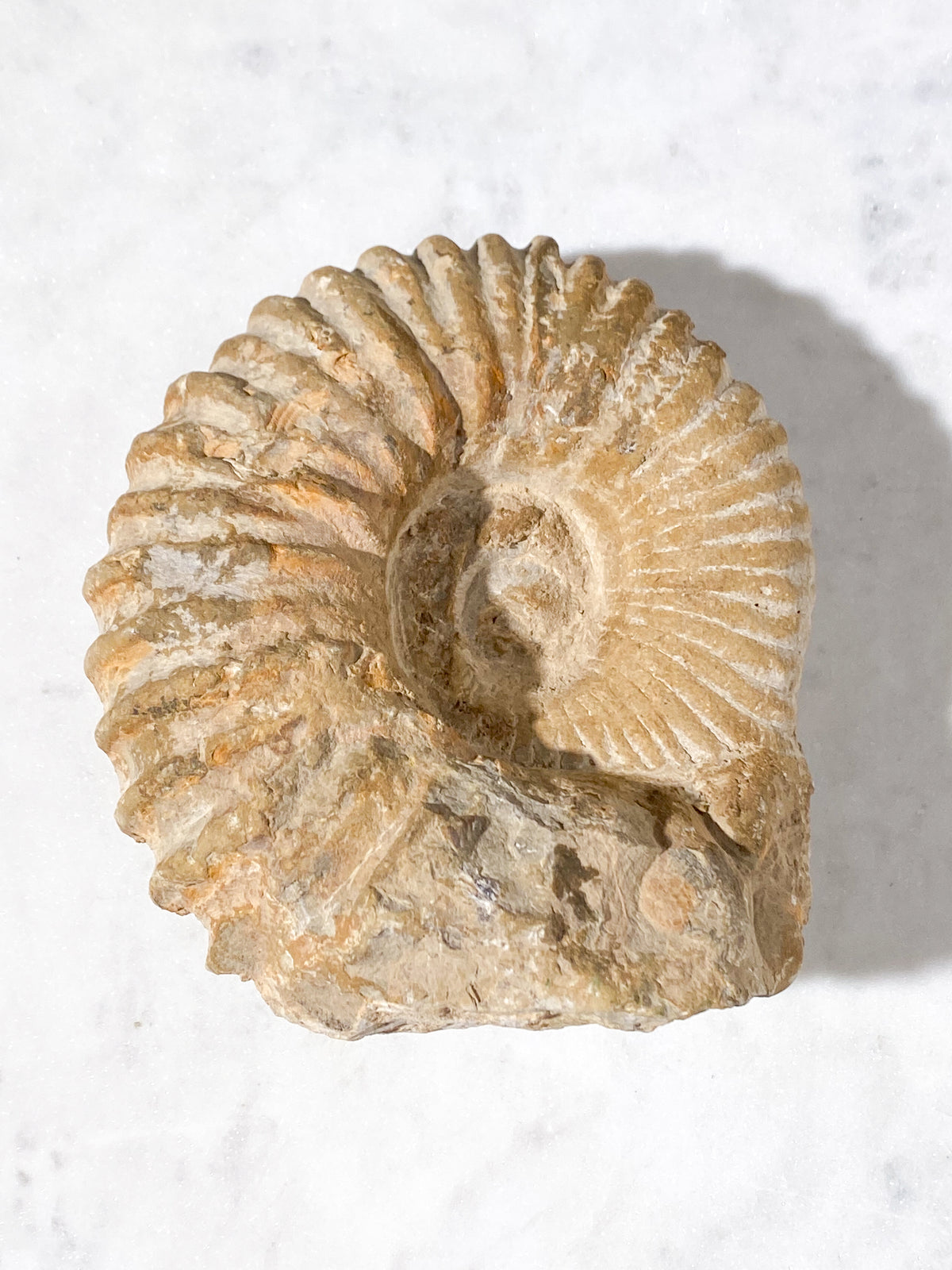 Ammonitfossil (Nr 19)