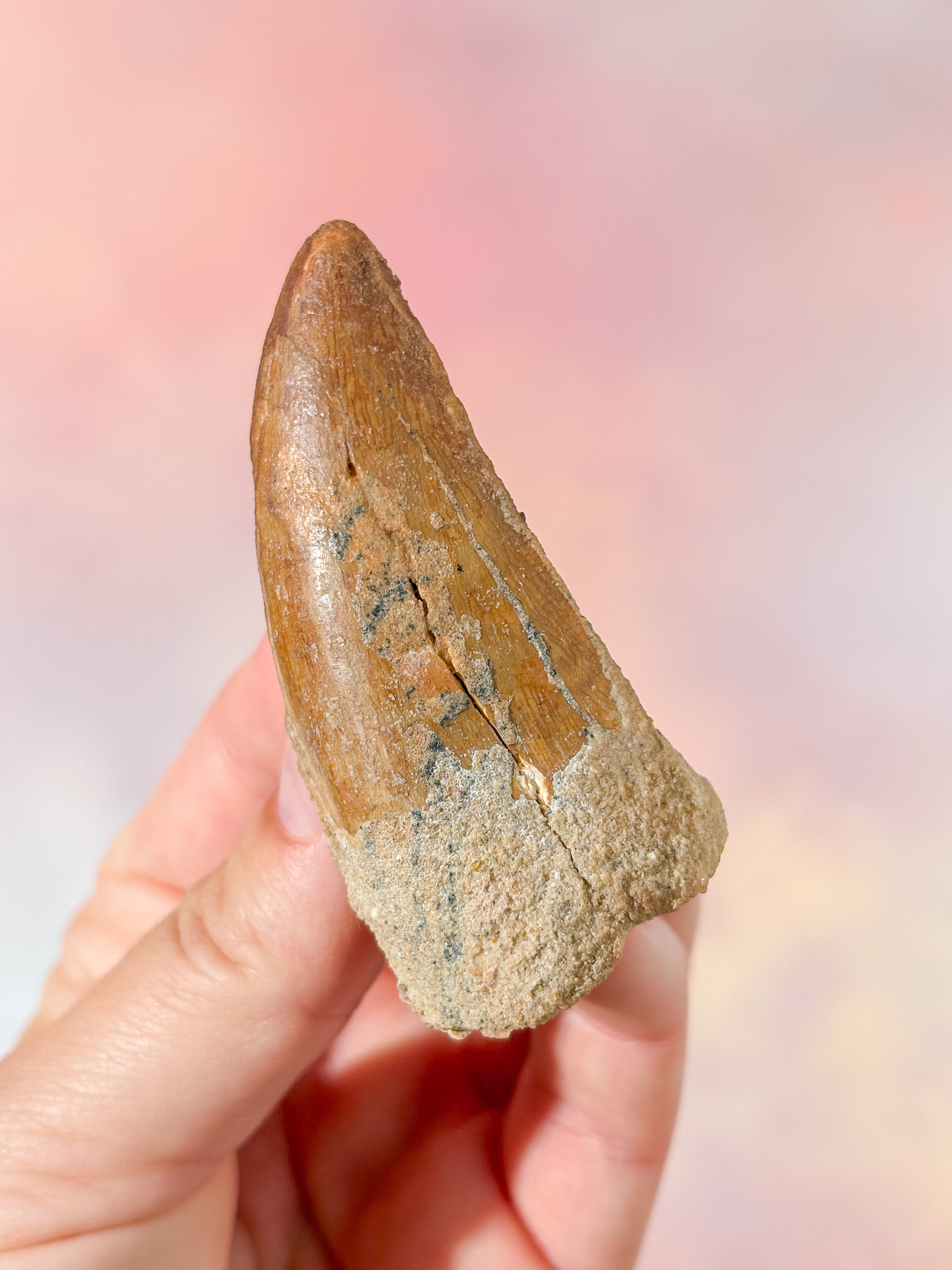Stor Carcharodontosaurus tandfossil (nr 1)