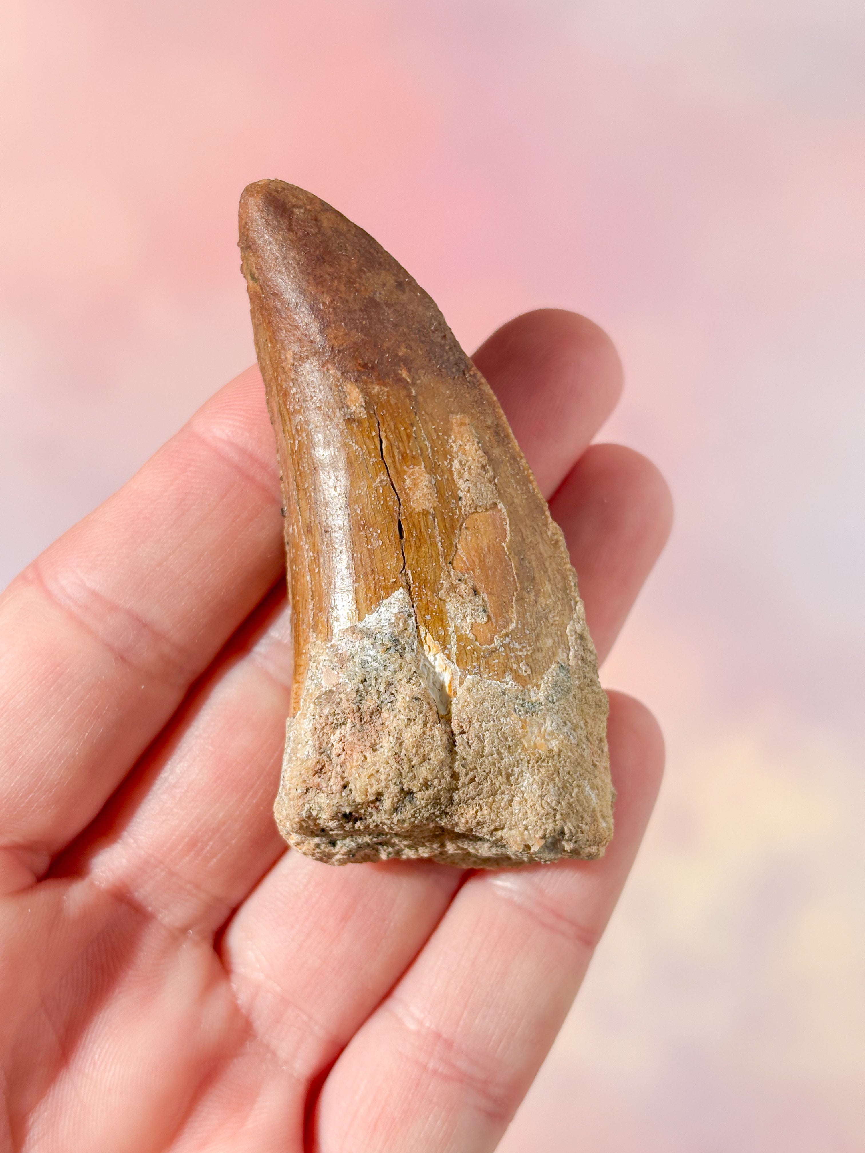 Stor Carcharodontosaurus tandfossil (nr 1)