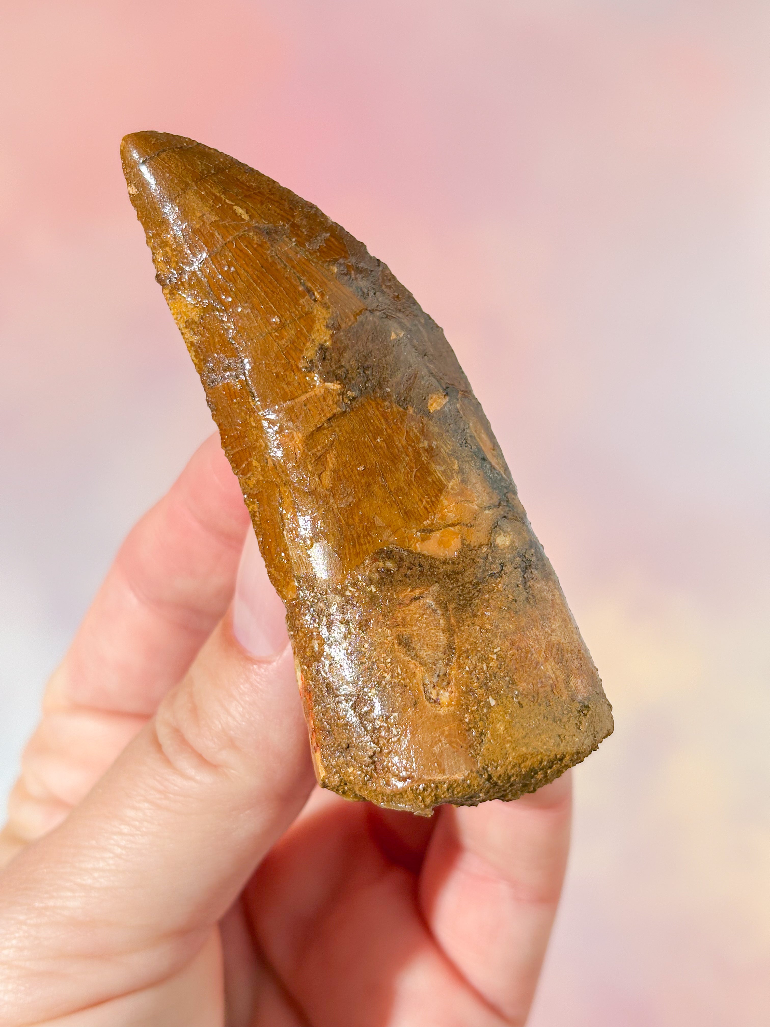 Stor Carcharodontosaurus tandfossil (nr 2)