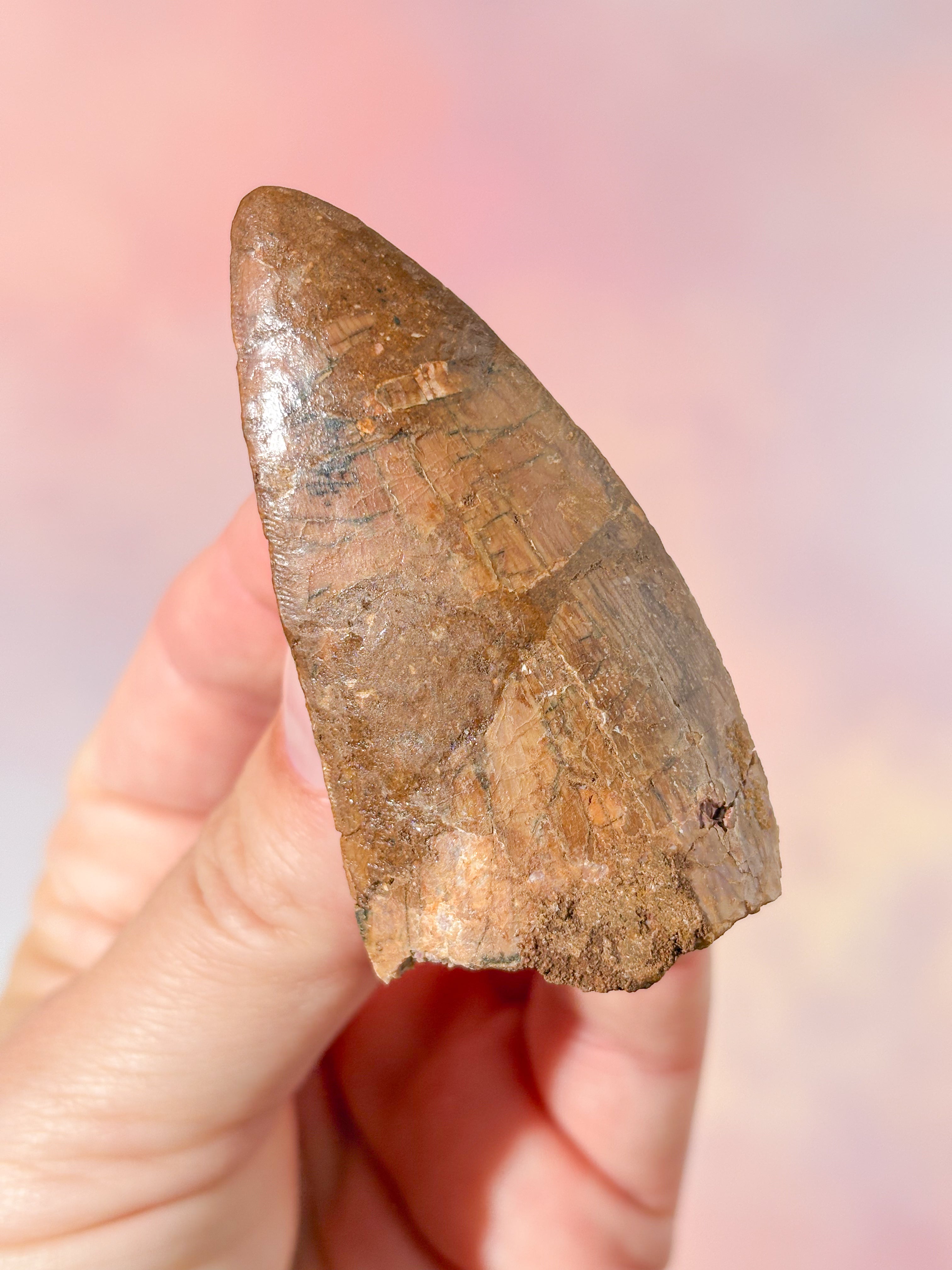 Stor Carcharodontosaurus tandfossil (nr 3)