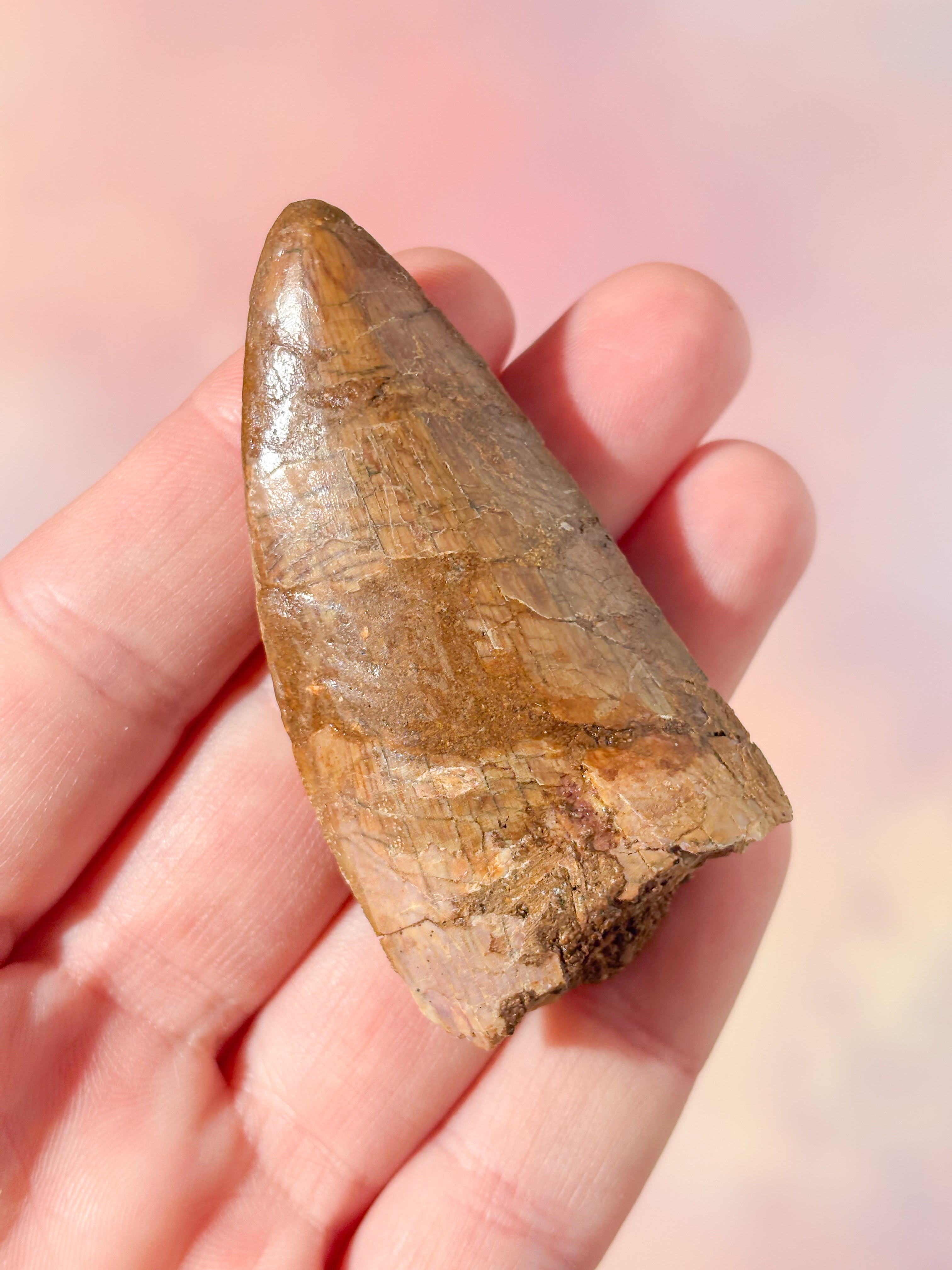 Stor Carcharodontosaurus tandfossil (nr 3)