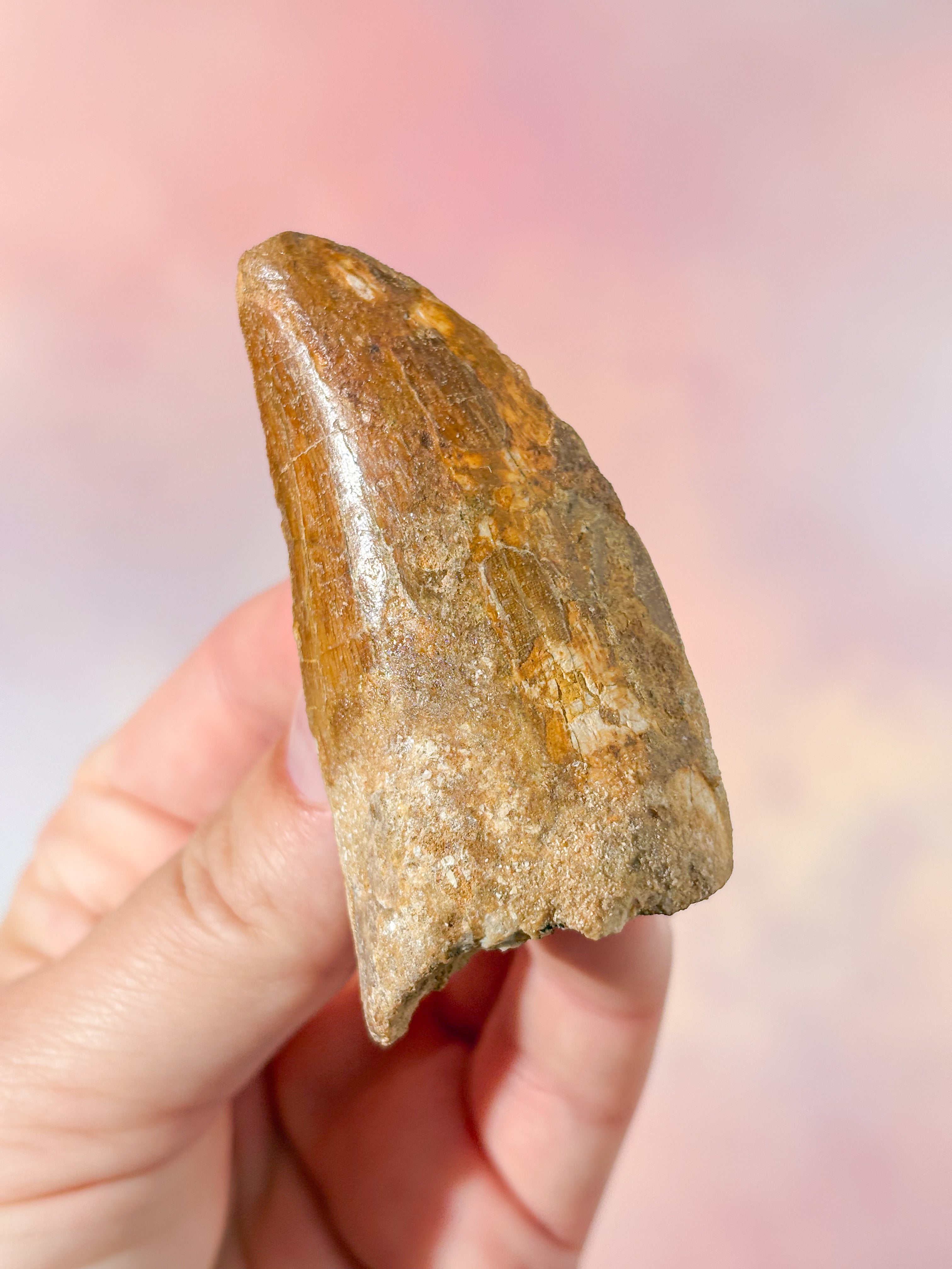 Stor Carcharodontosaurus tandfossil (Nr 5)
