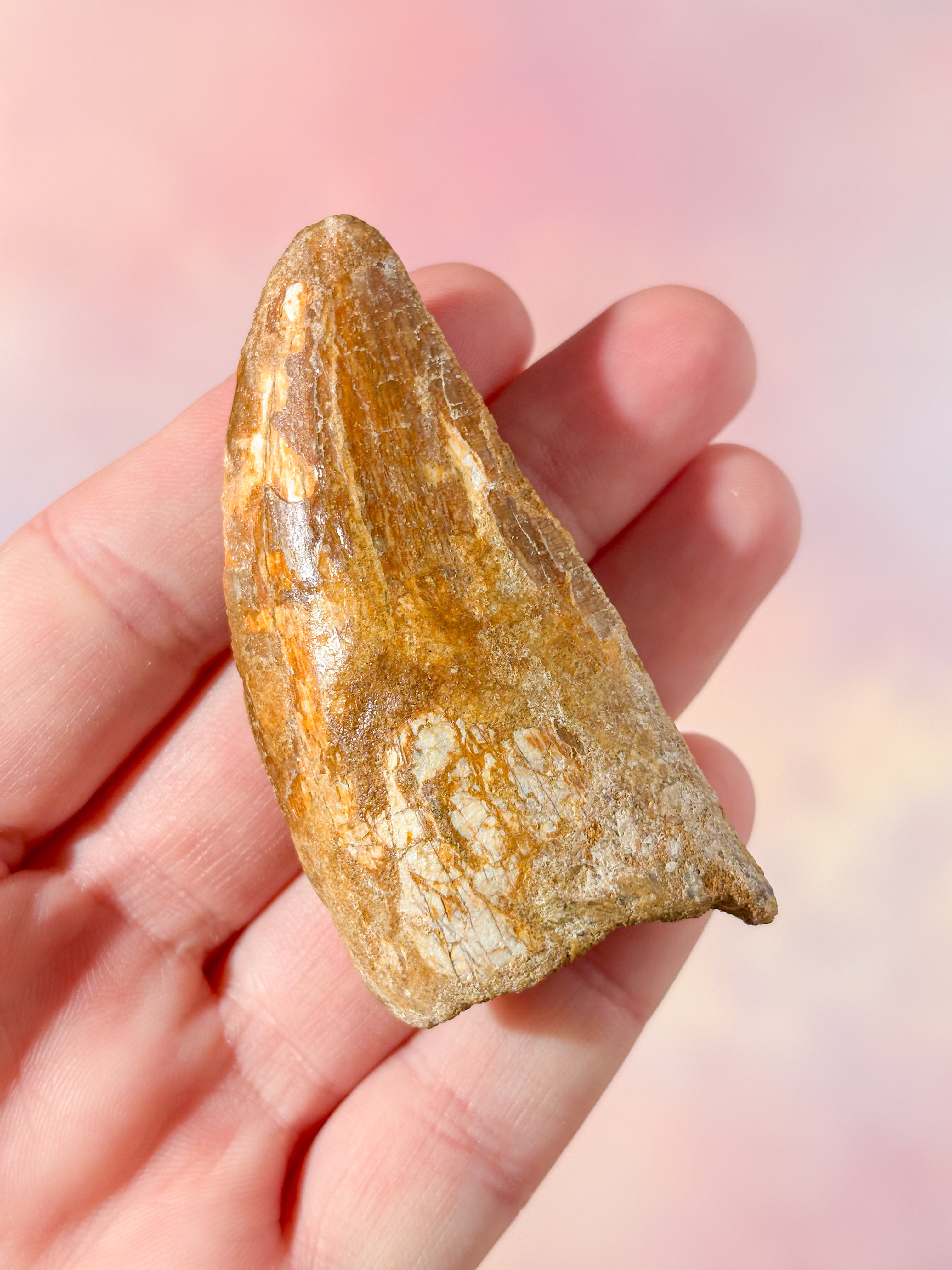 Stor Carcharodontosaurus tandfossil (Nr 5)