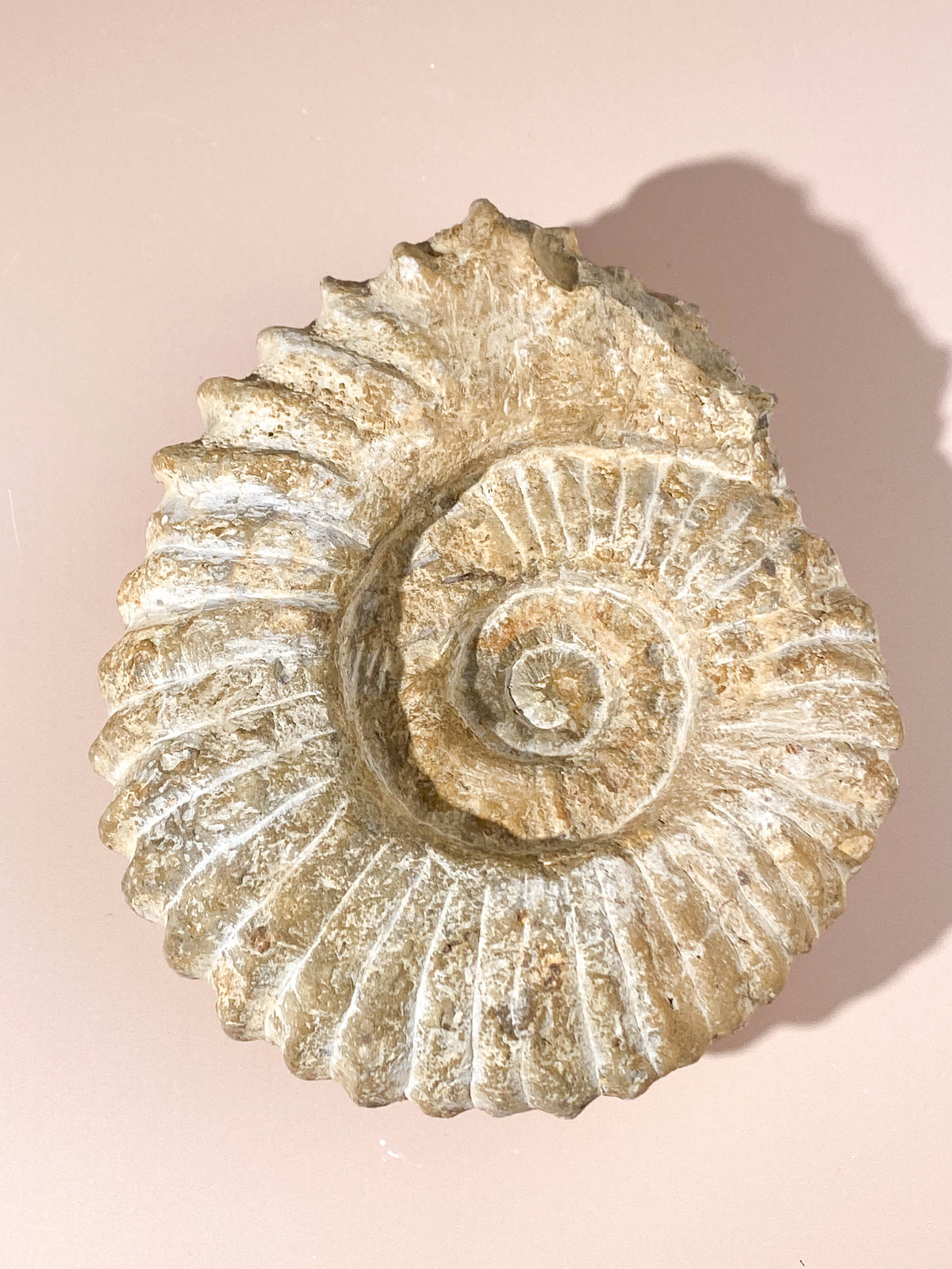Stort ammonitfossil (nr 21)