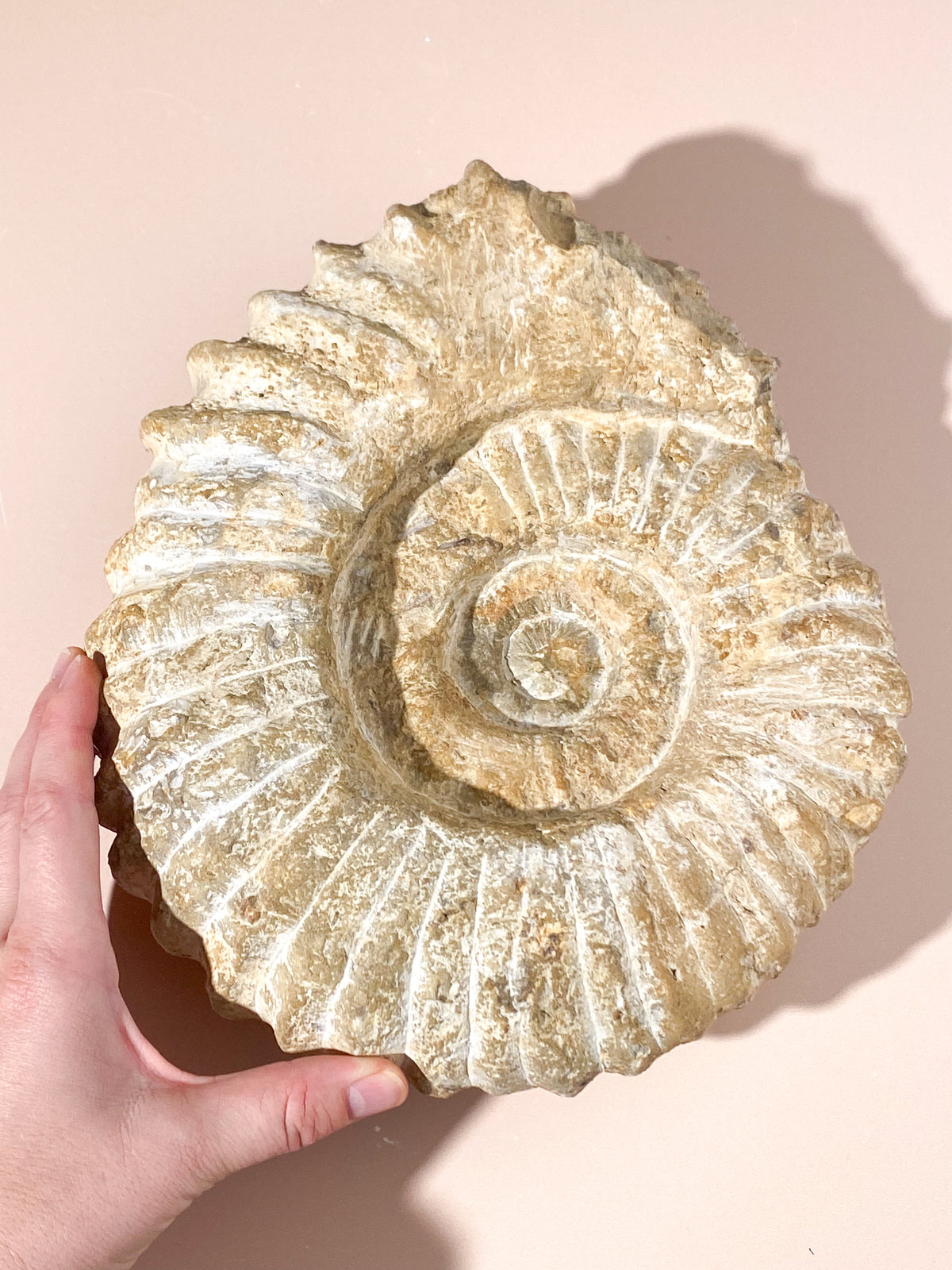 Stort ammonitfossil (nr 21)
