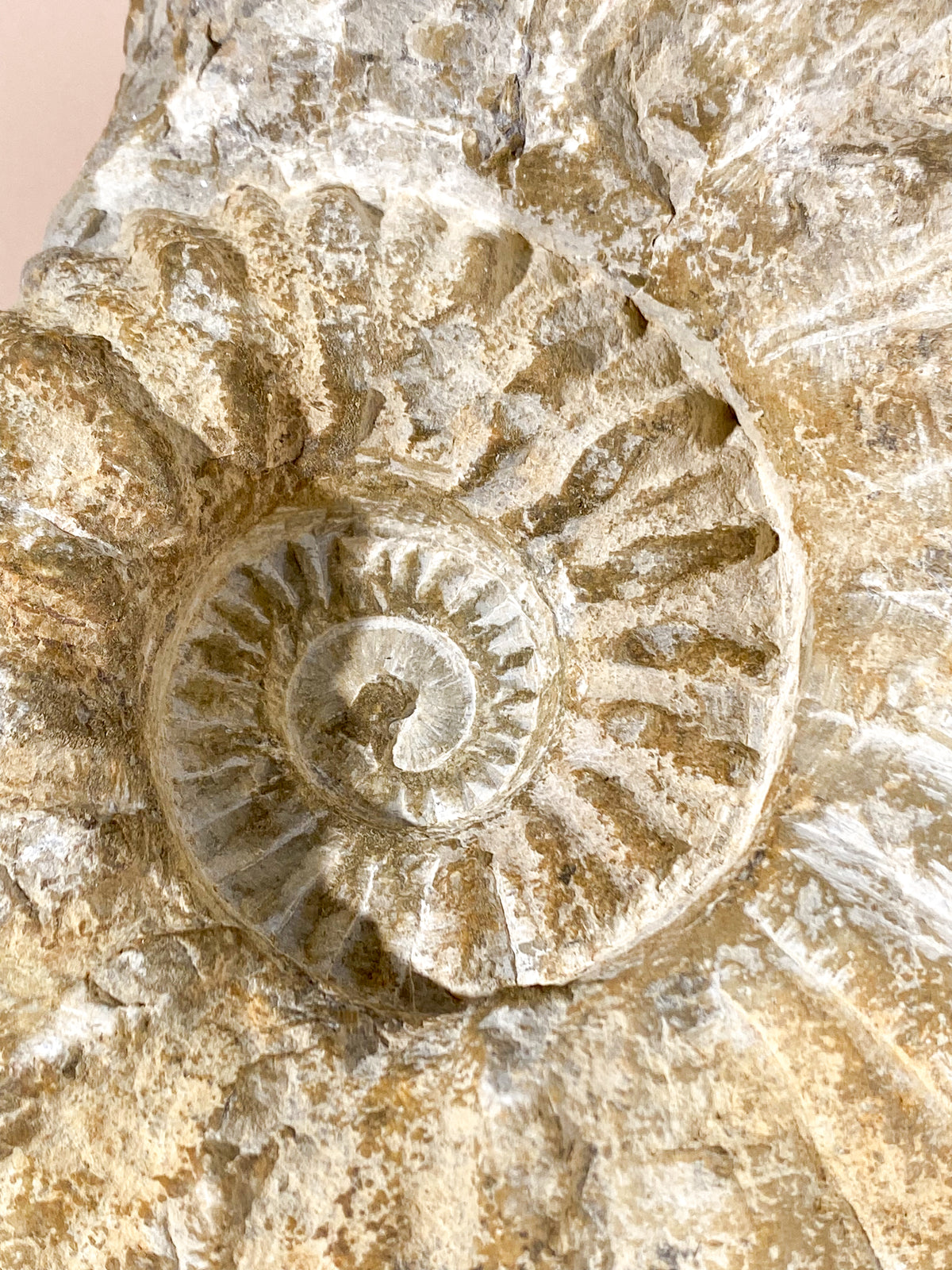 Stort ammonitfossil (nr 22)