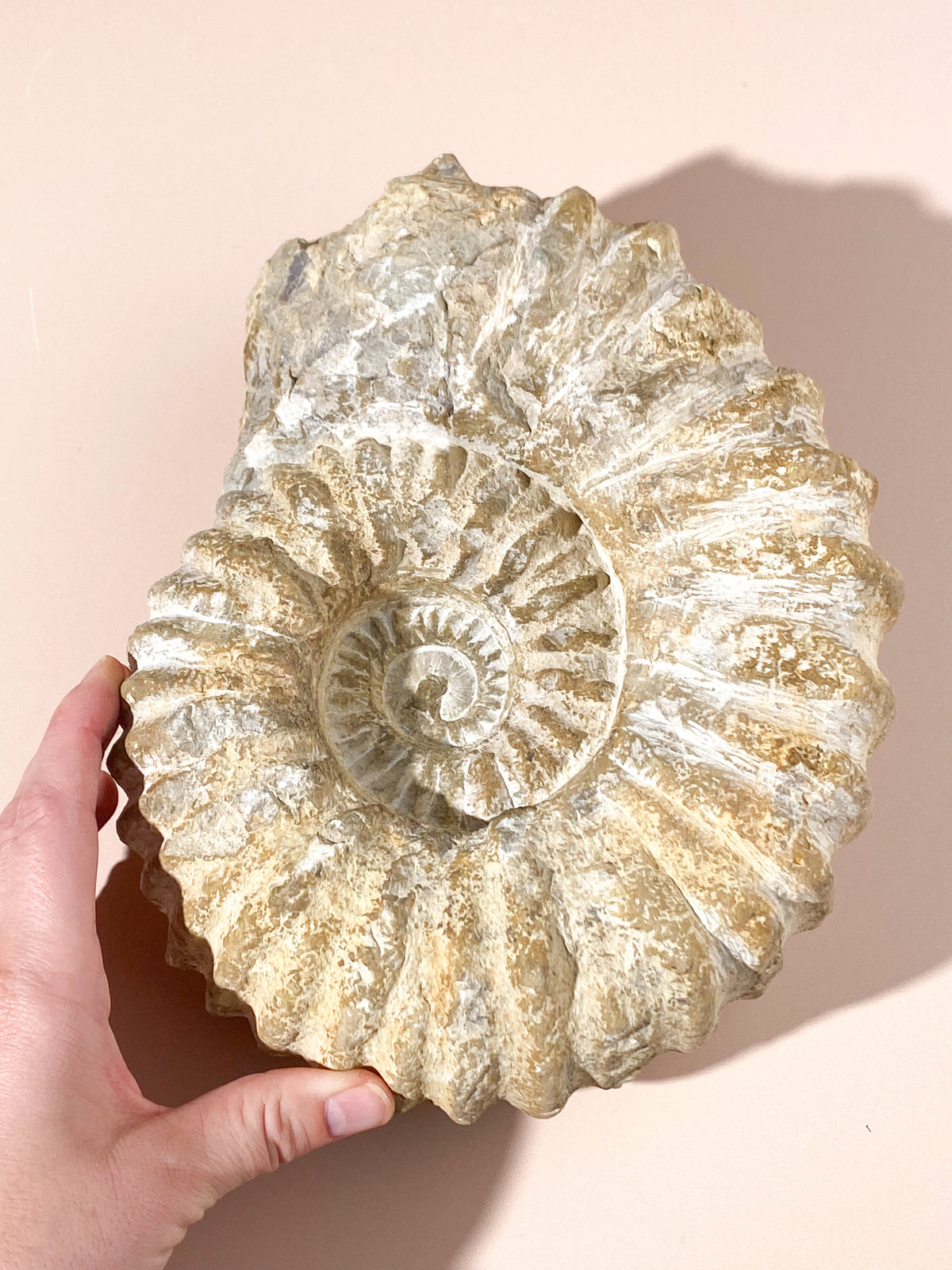 Stort ammonitfossil (nr 22)