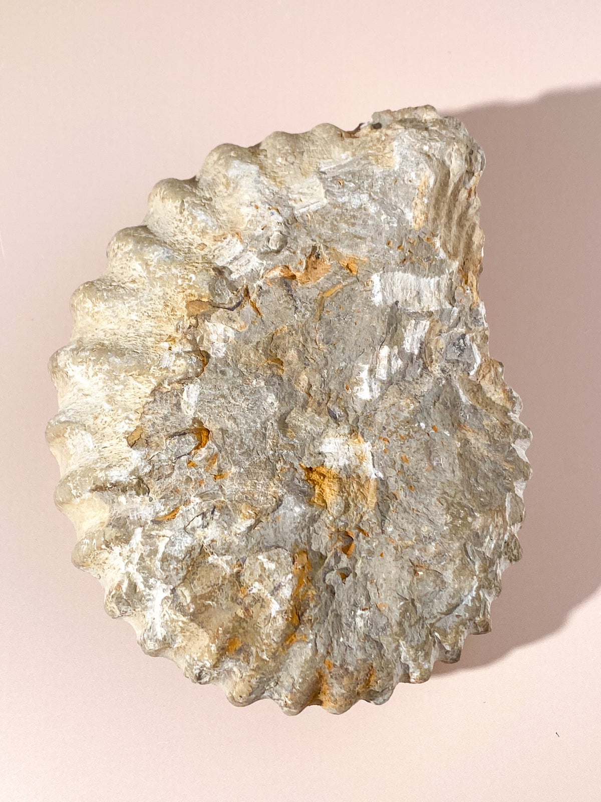 Stort ammonitfossil (nr 22)