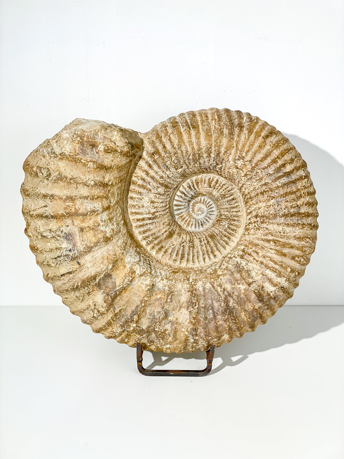 XXL KÆMPE Ammonit Fossil | 30+ kg.