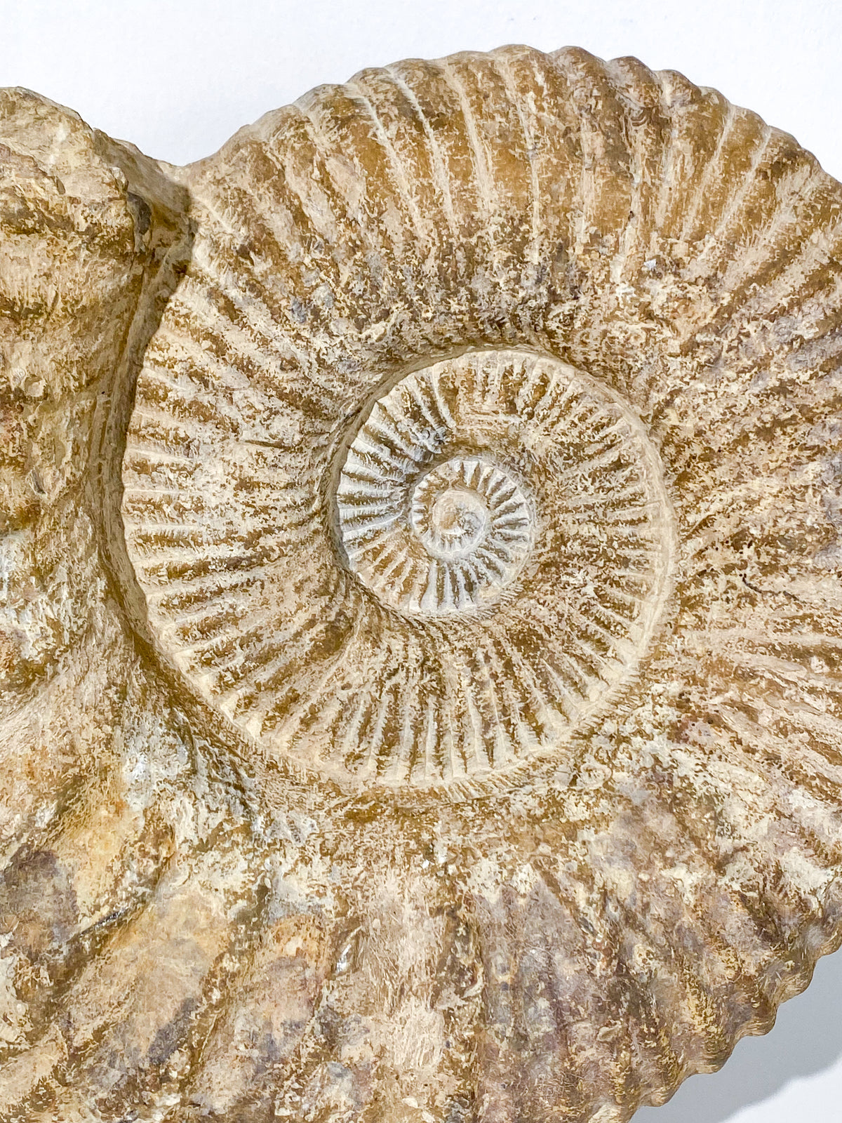 XXL KÆMPE Ammonit Fossil | 30+ kg.
