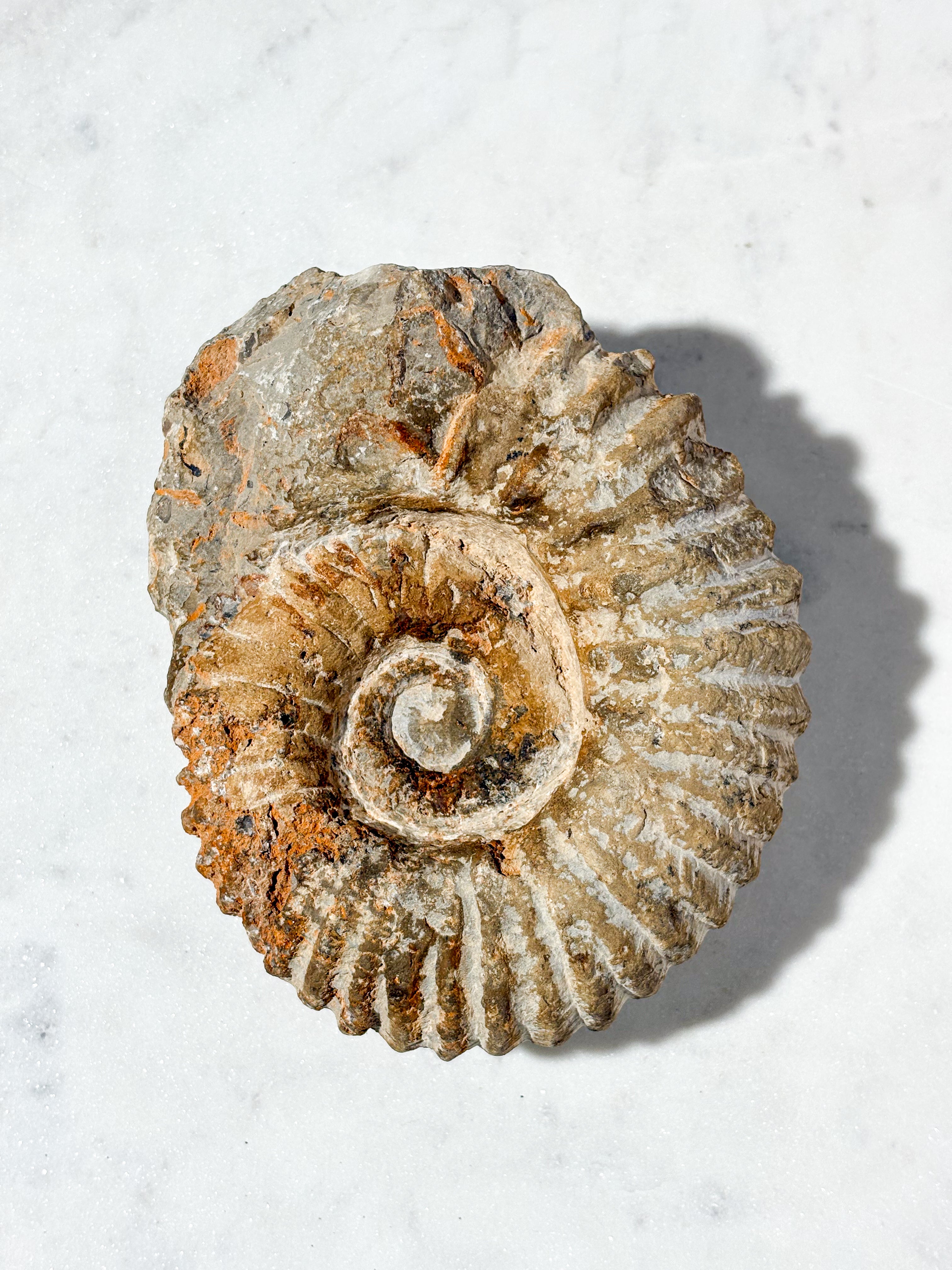 Stor Ammonit Fossil (Nr. 1)