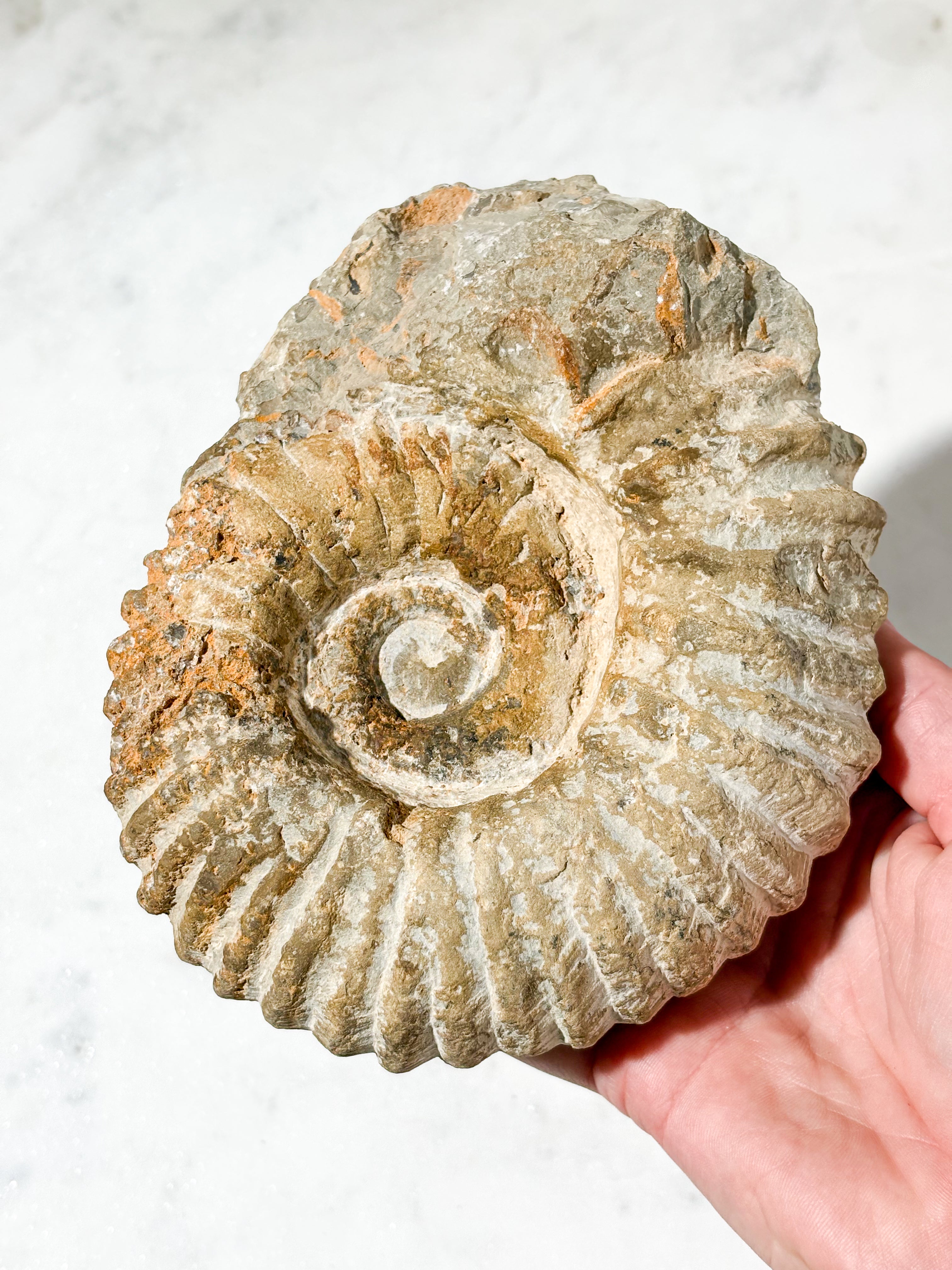 Stor Ammonit Fossil (Nr. 1)