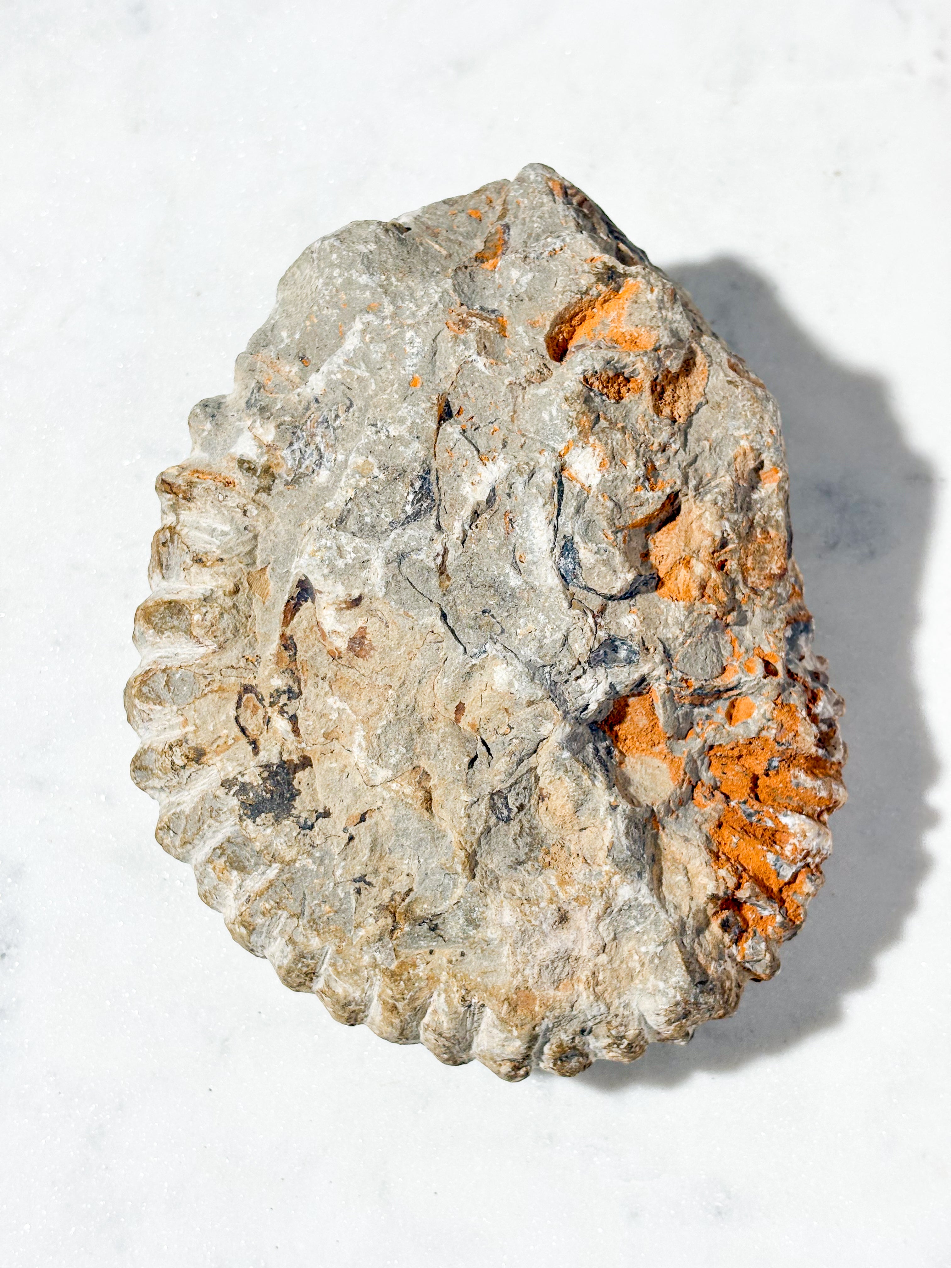 Stor Ammonit Fossil (Nr. 1)