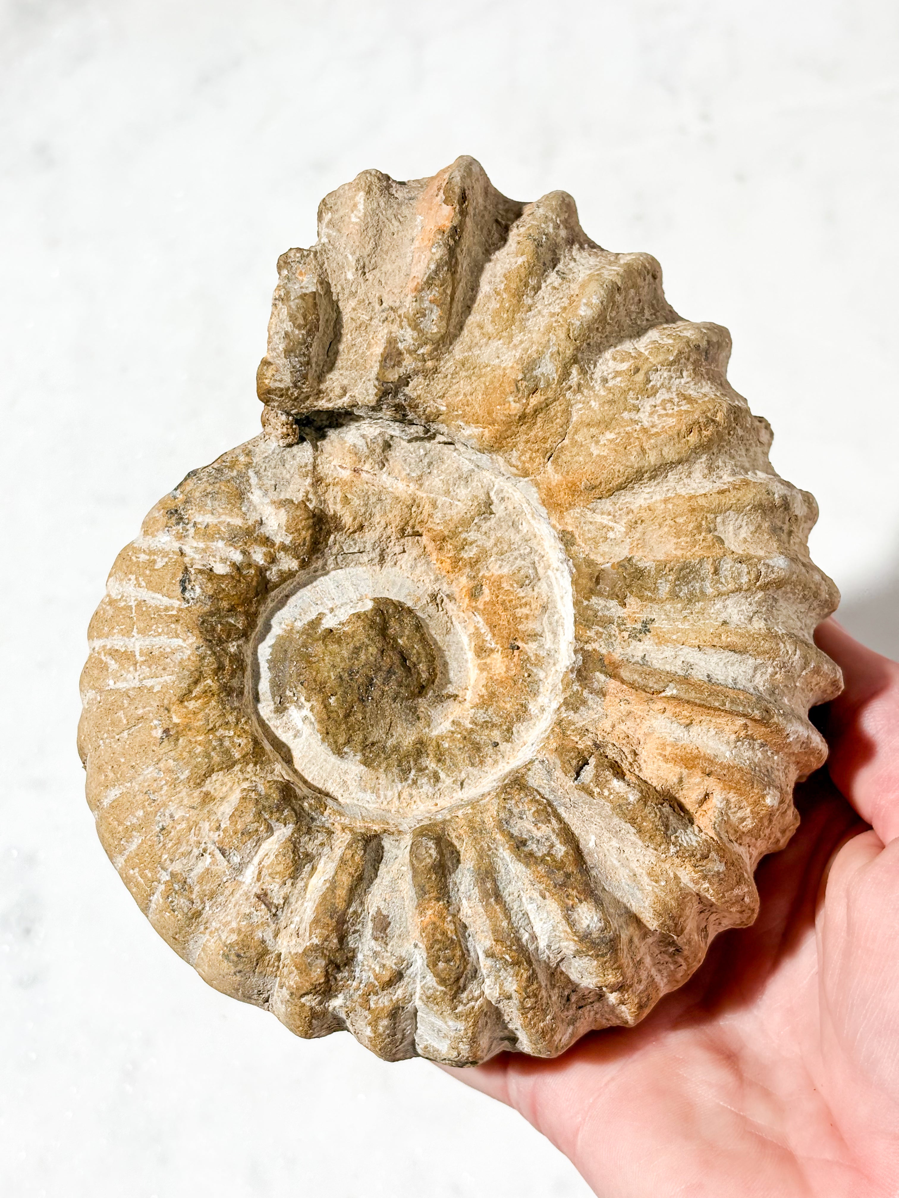 Stor Ammonit Fossil (Nr. 2)