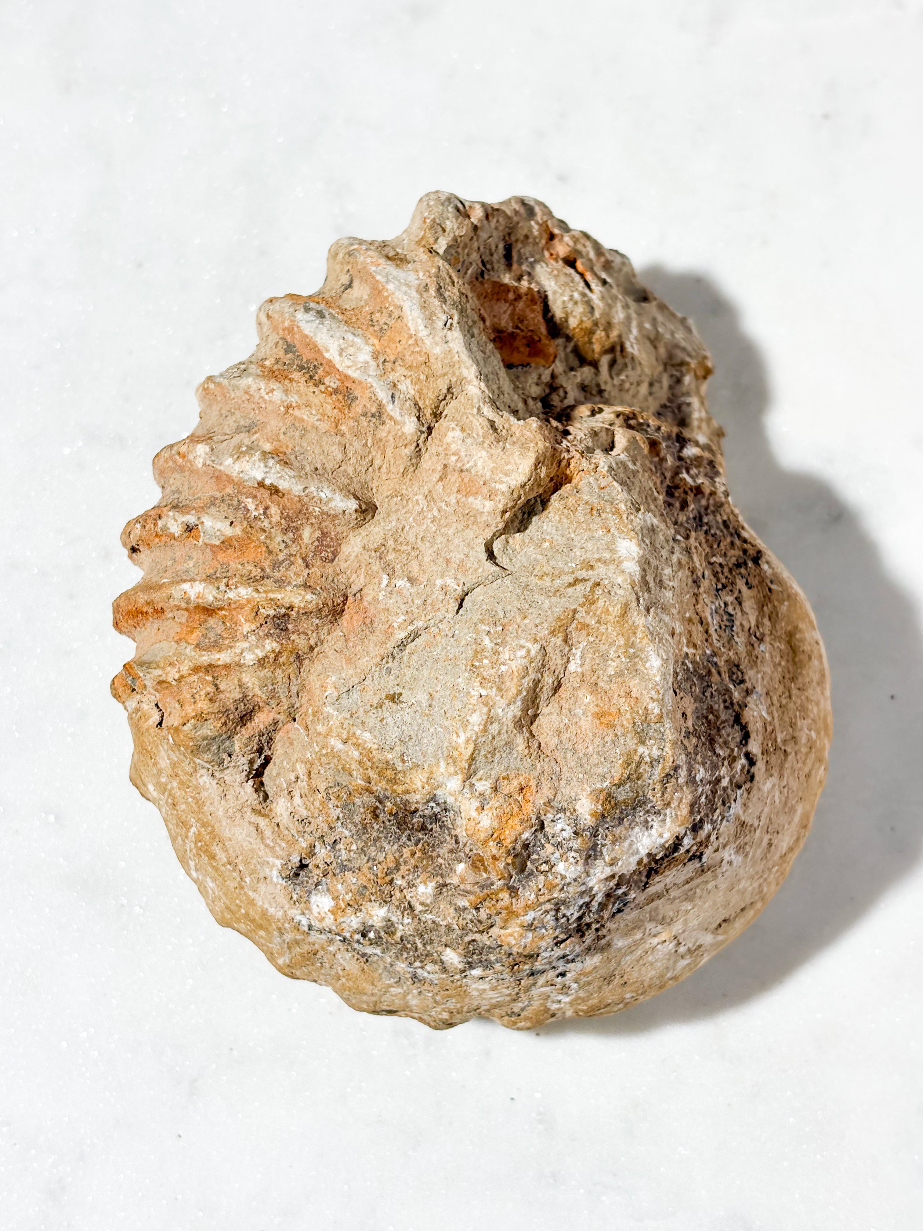 Stor Ammonit Fossil (Nr. 2)