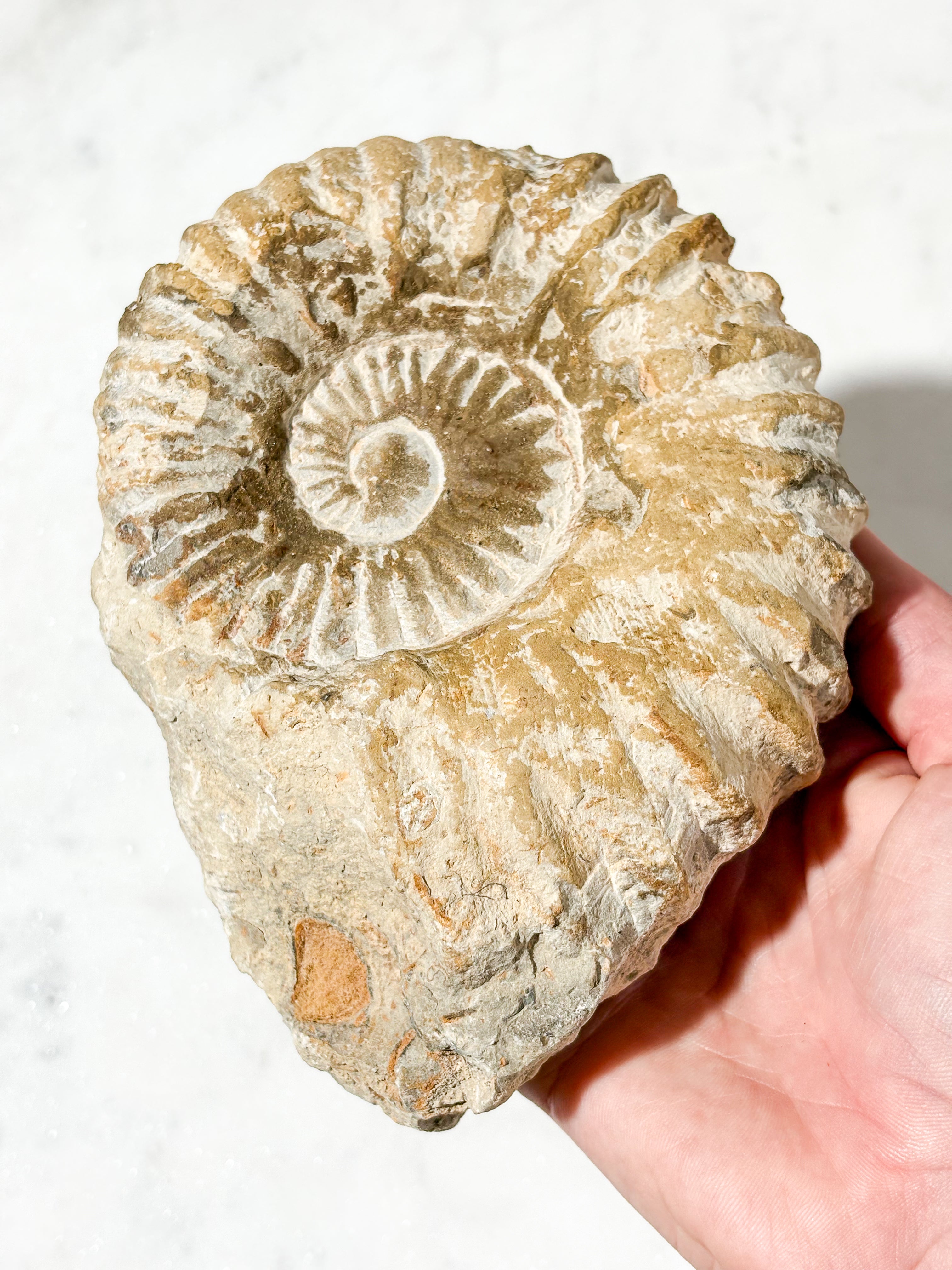 Stor Ammonitfossil (Nr. 3)