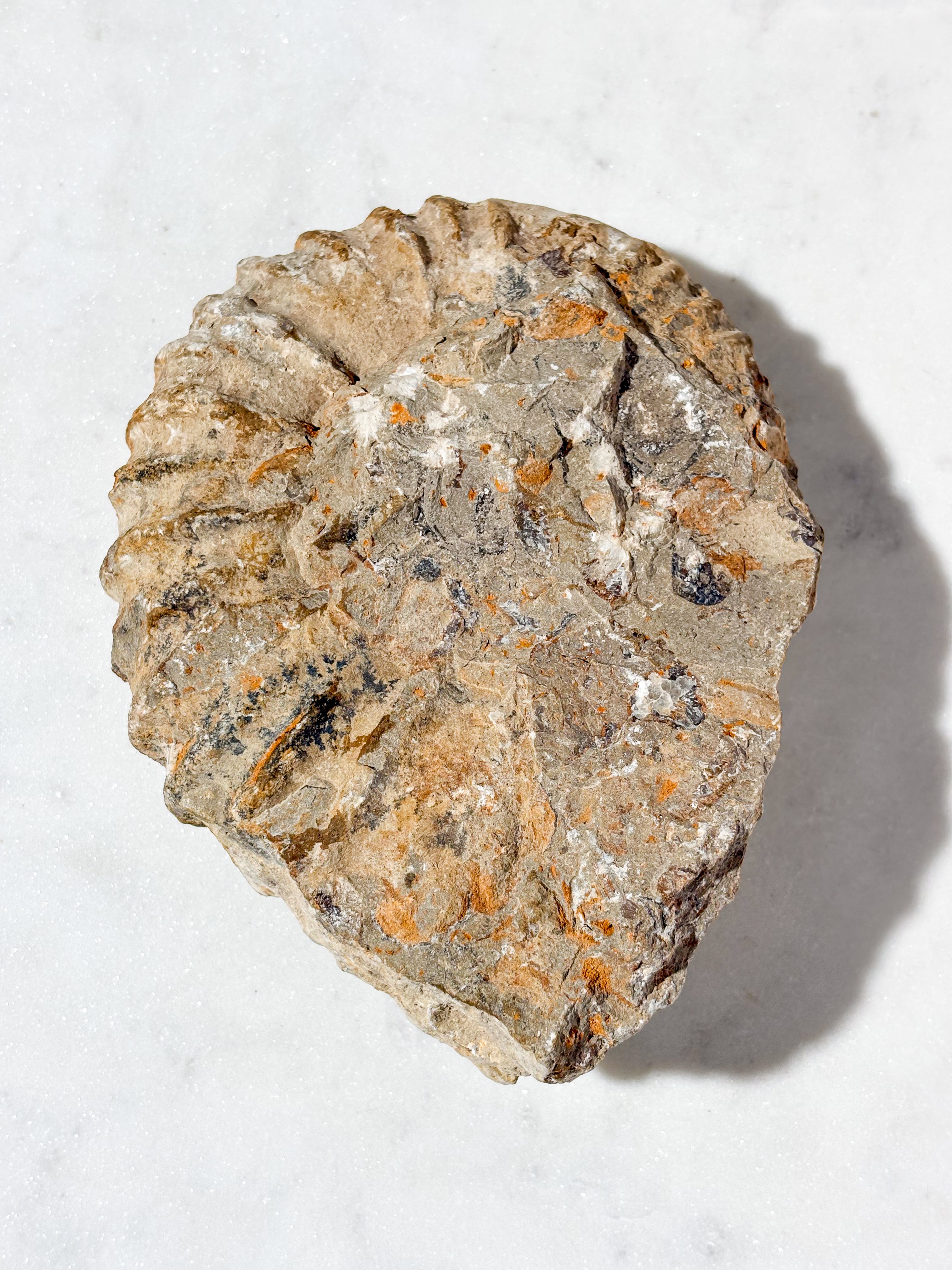Stor Ammonitfossil (Nr. 3)