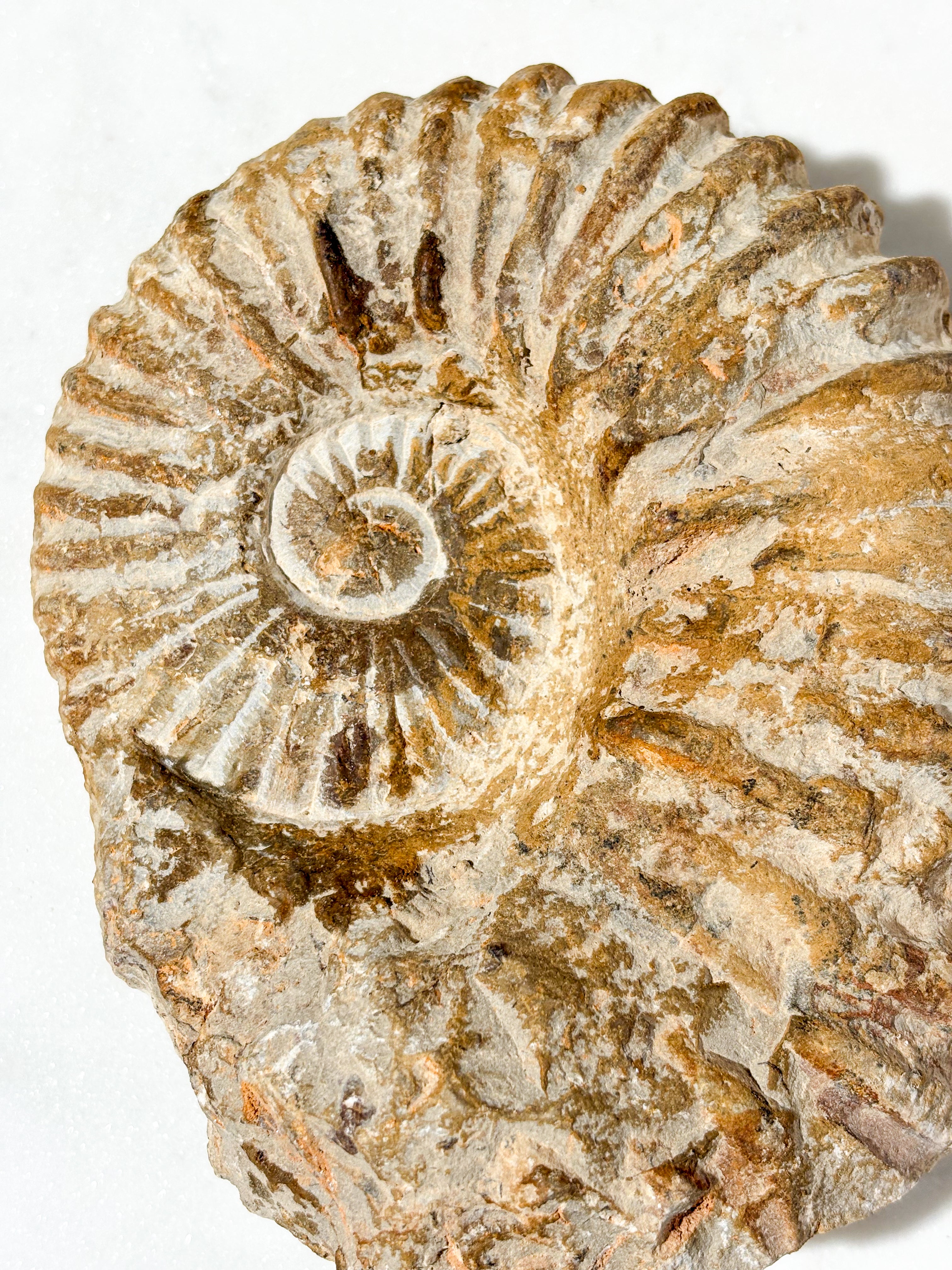 Stor ammonitfossil (nr 4)