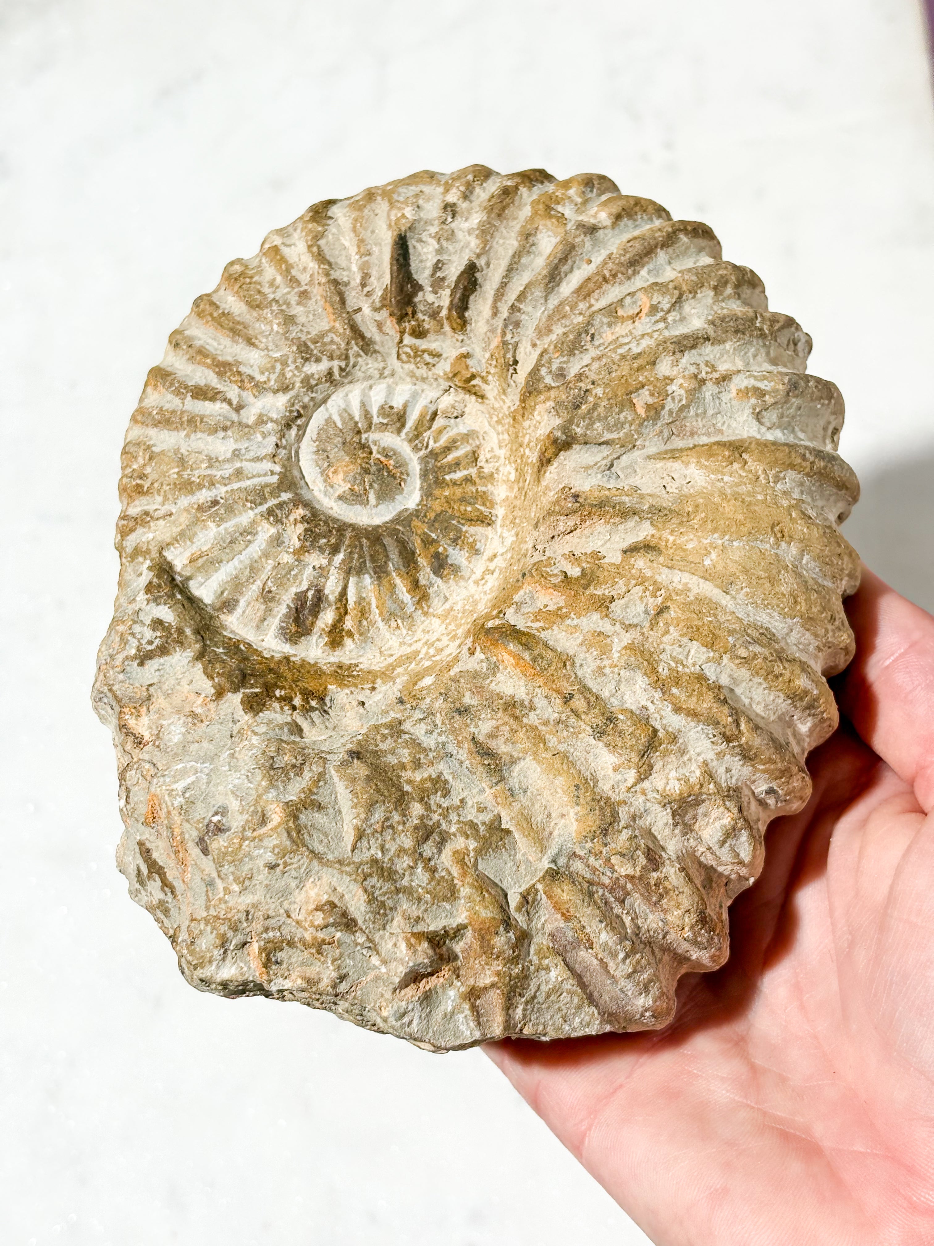 Stor ammonitfossil (nr 4)