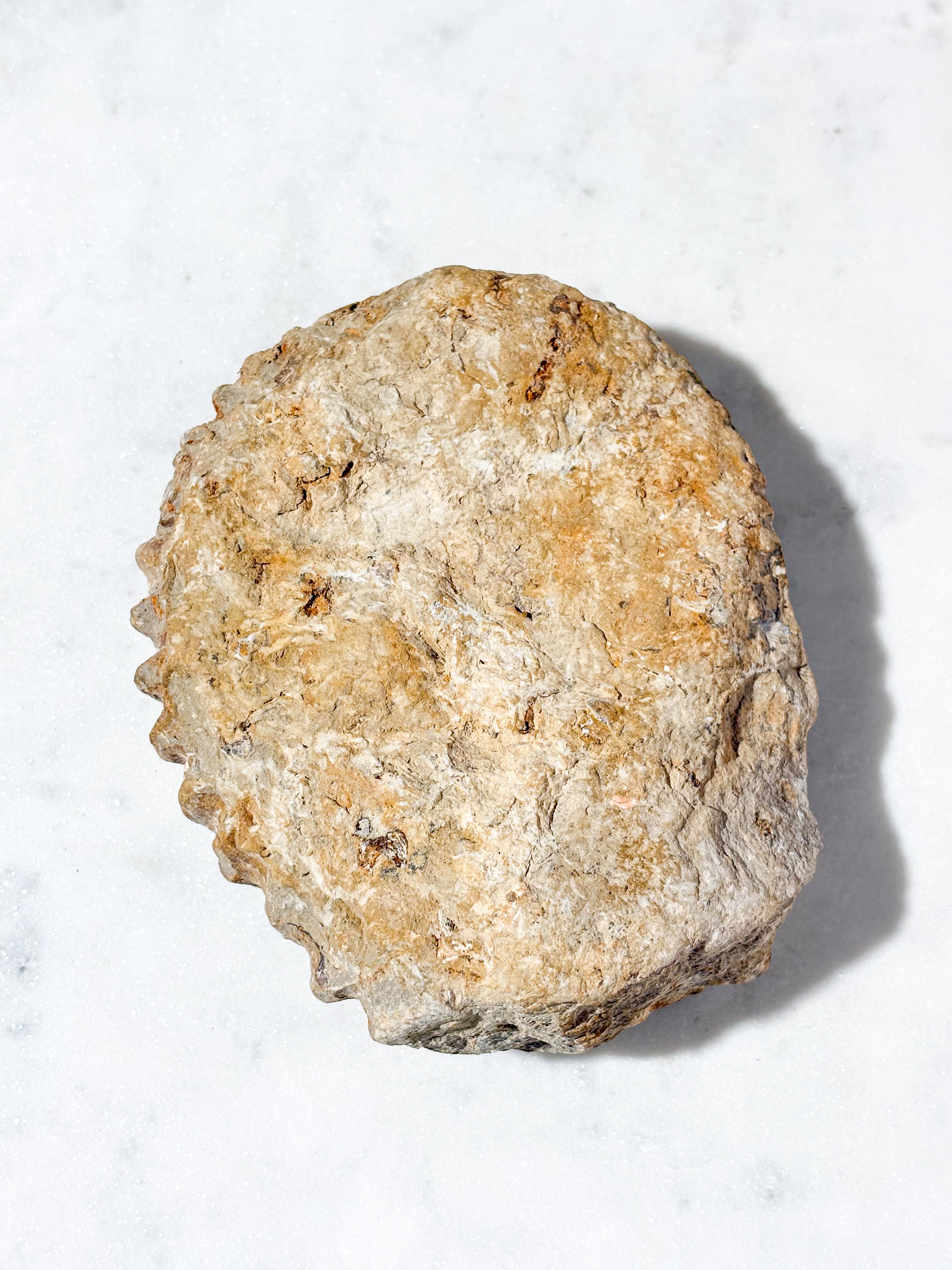 Stor ammonitfossil (nr 4)