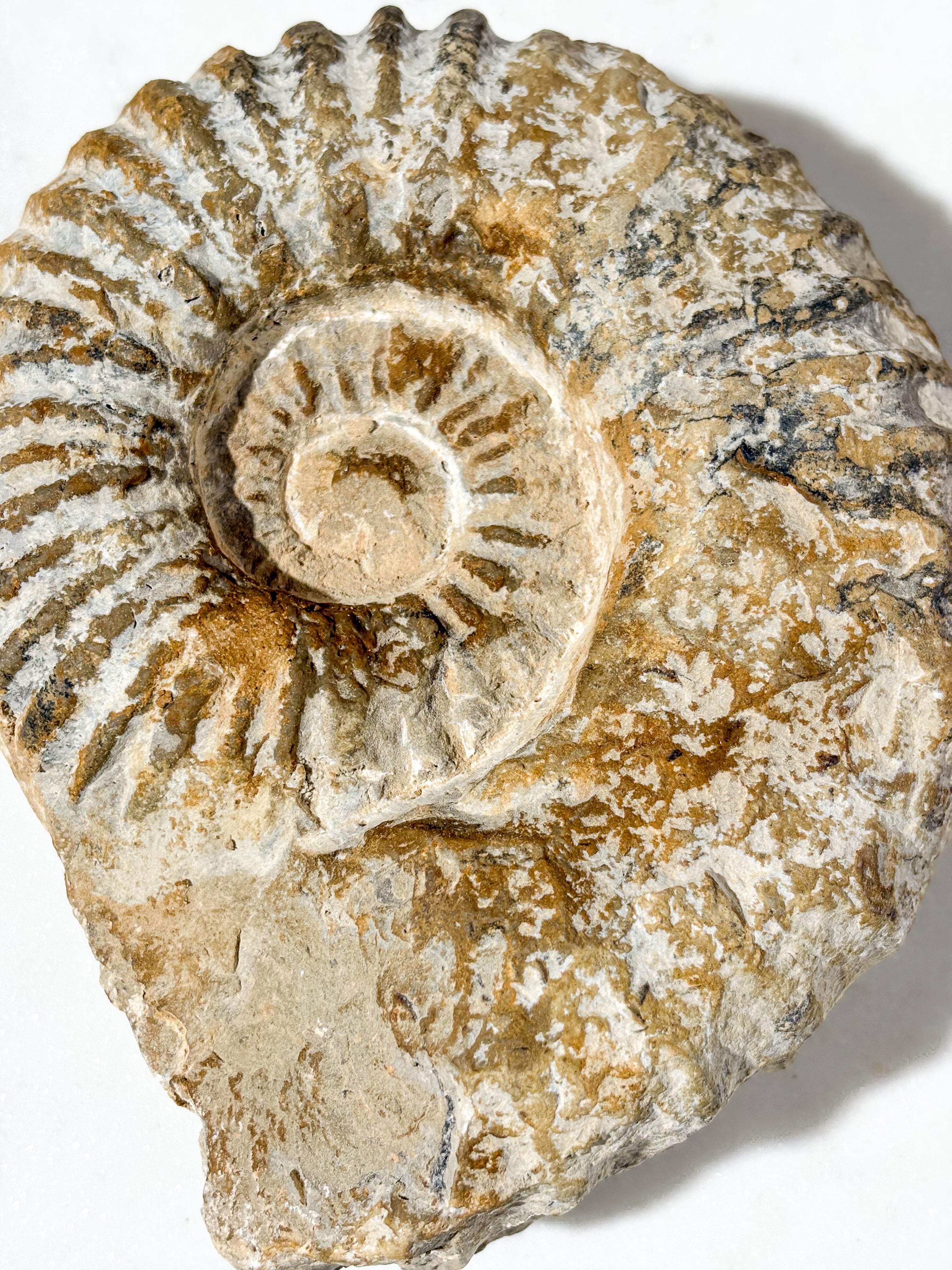 Stor ammonitfossil (nr 5)