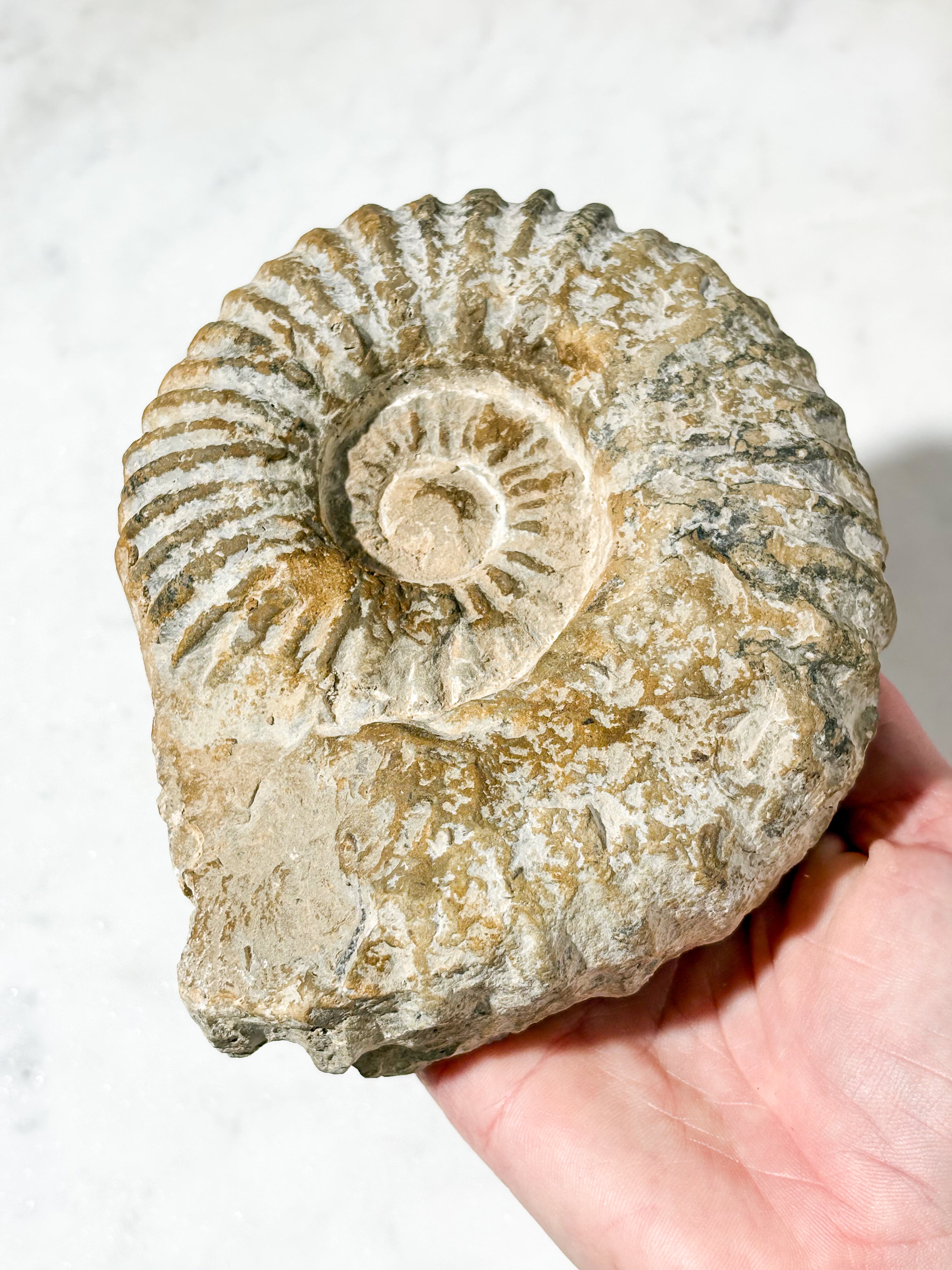 Stor ammonitfossil (nr 5)