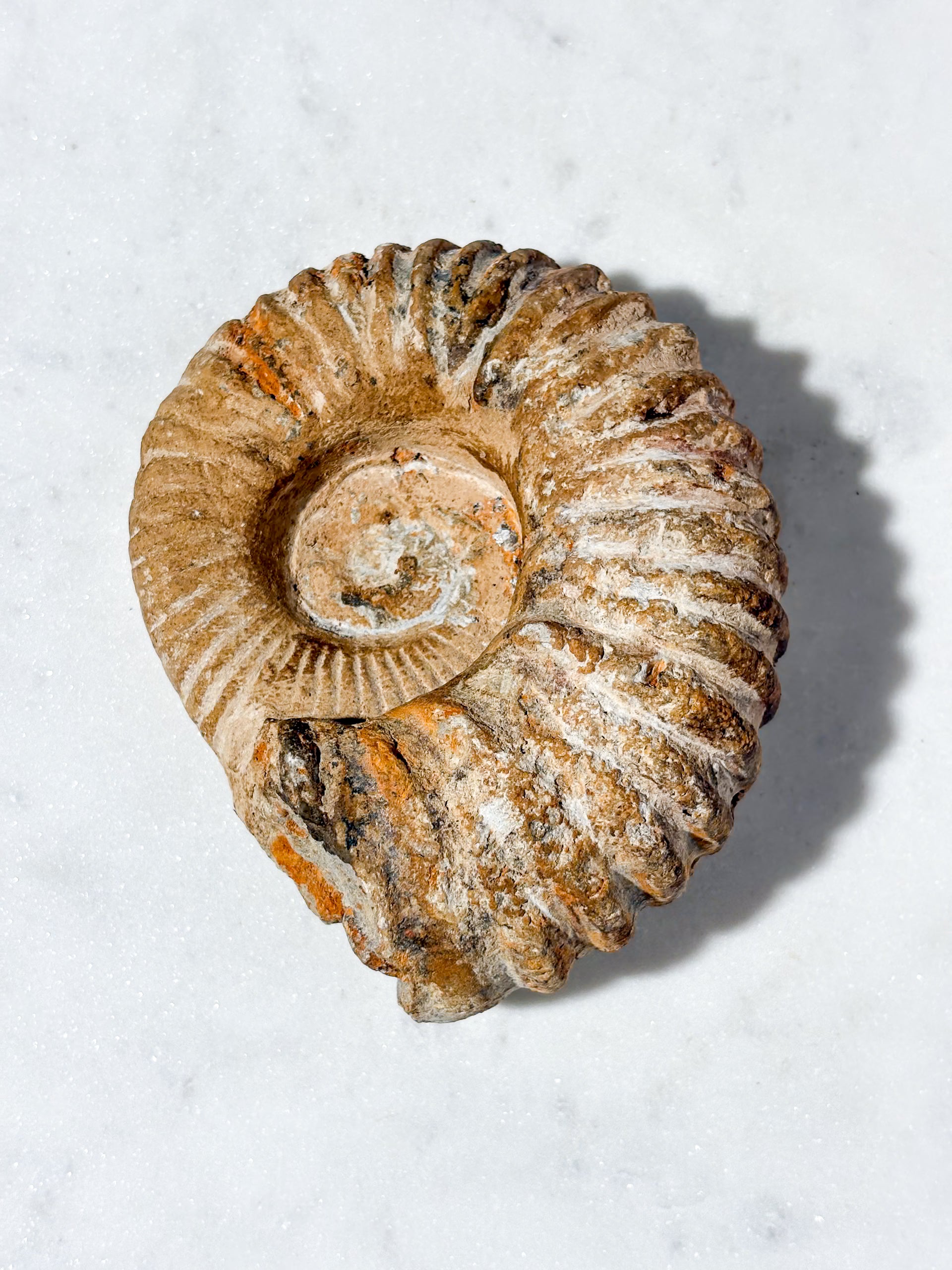 Stor ammonitfossil (nr 6)