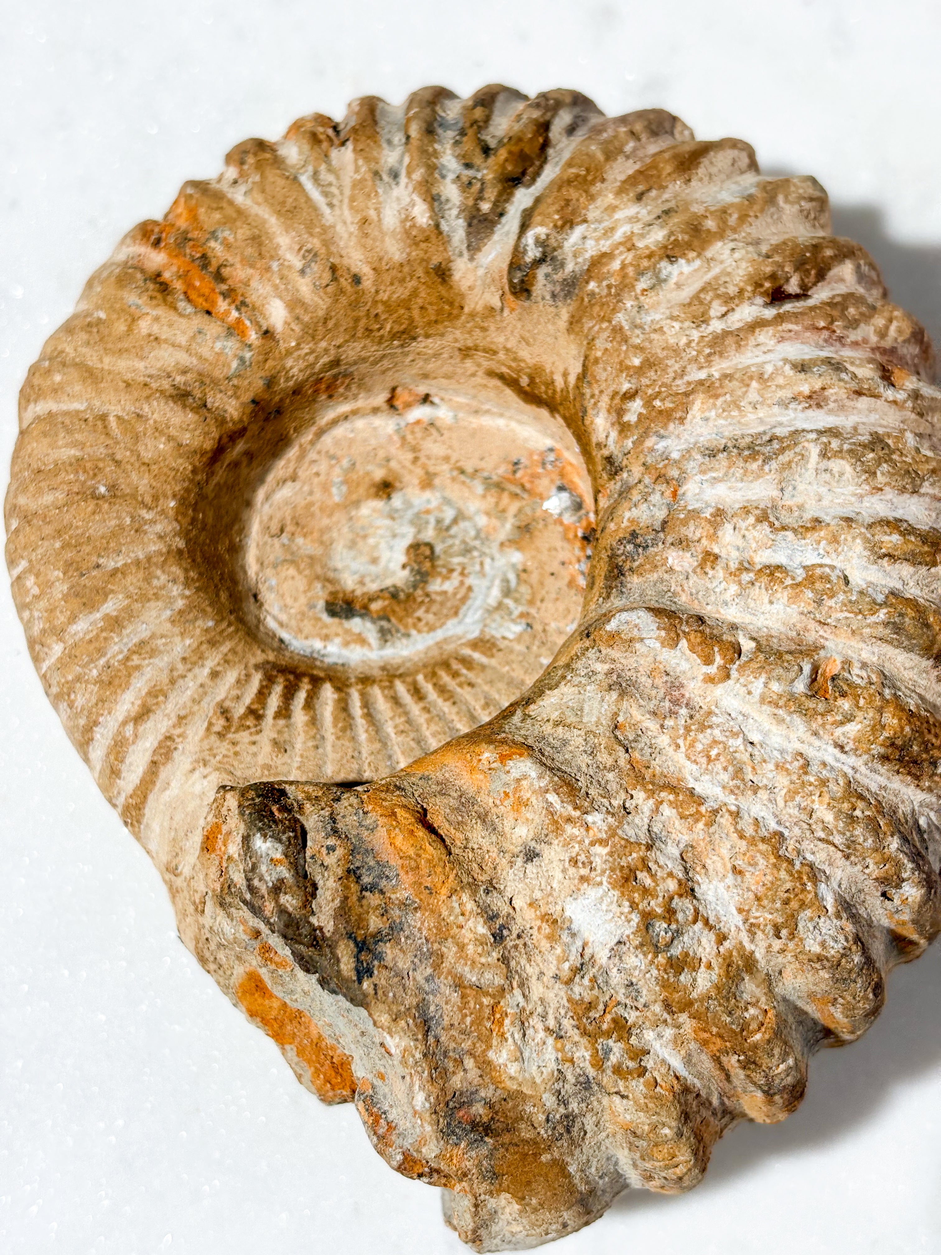 Stor ammonitfossil (nr 6)