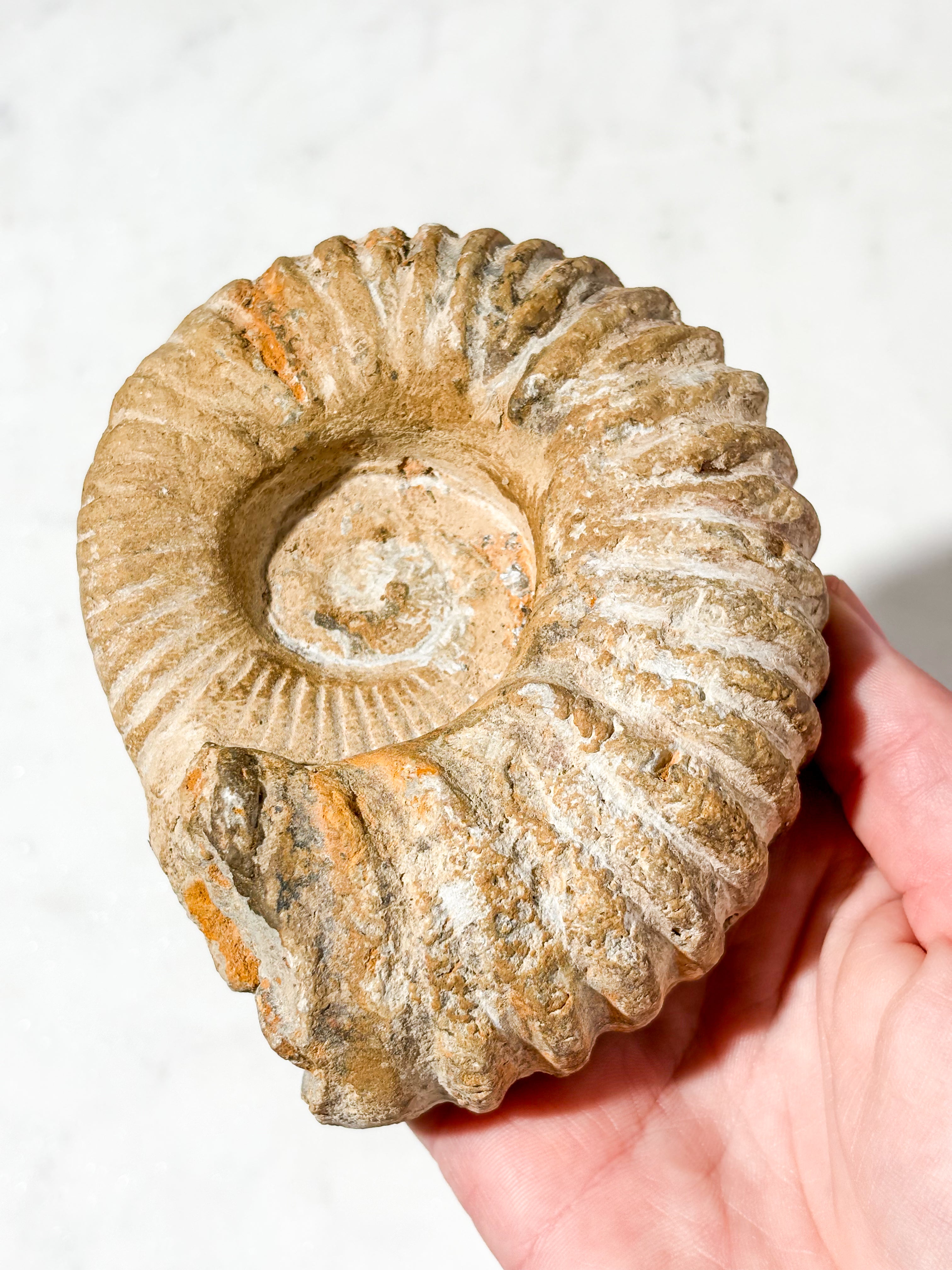 Stor ammonitfossil (nr 6)