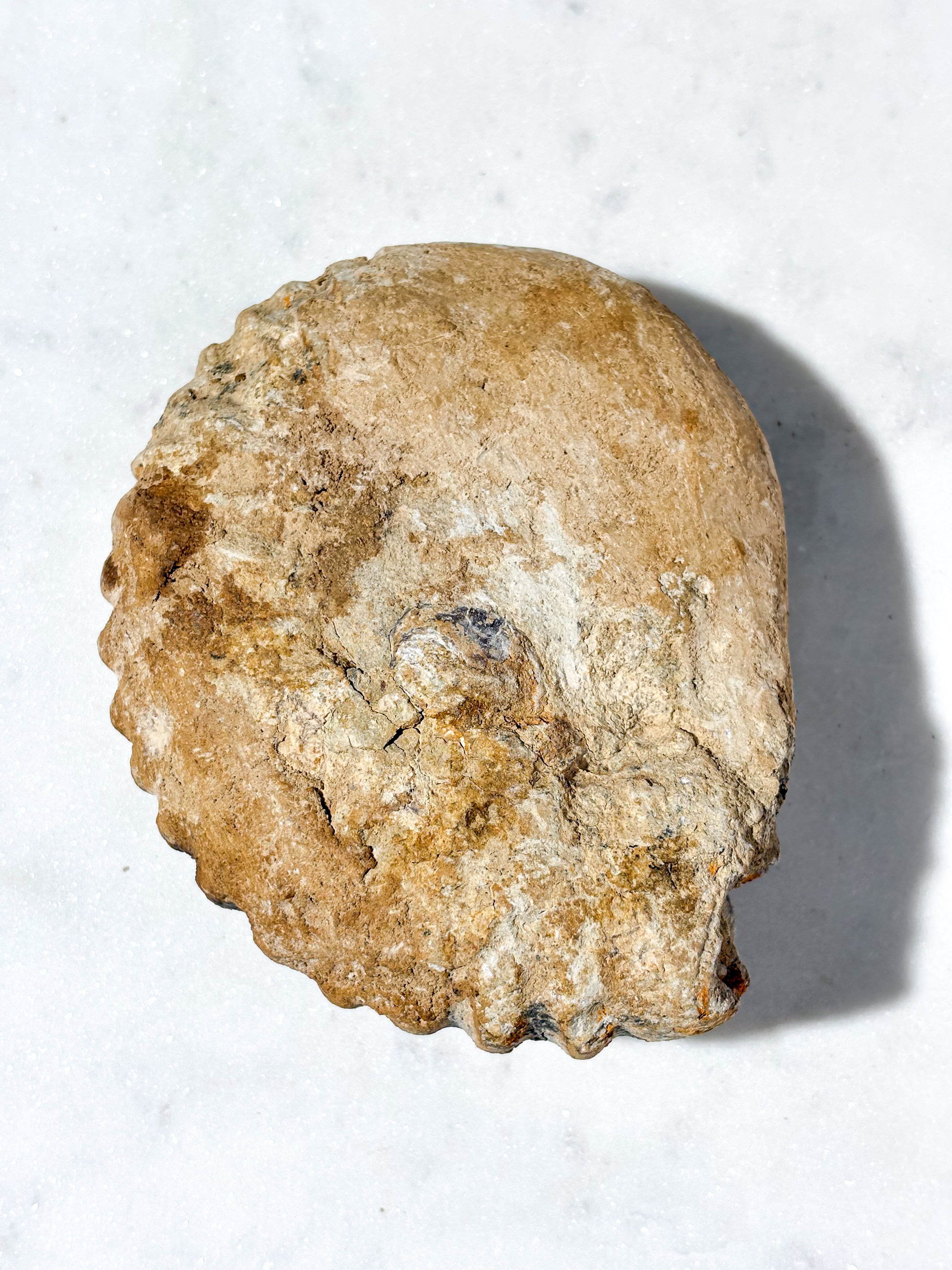 Stor ammonitfossil (nr 6)