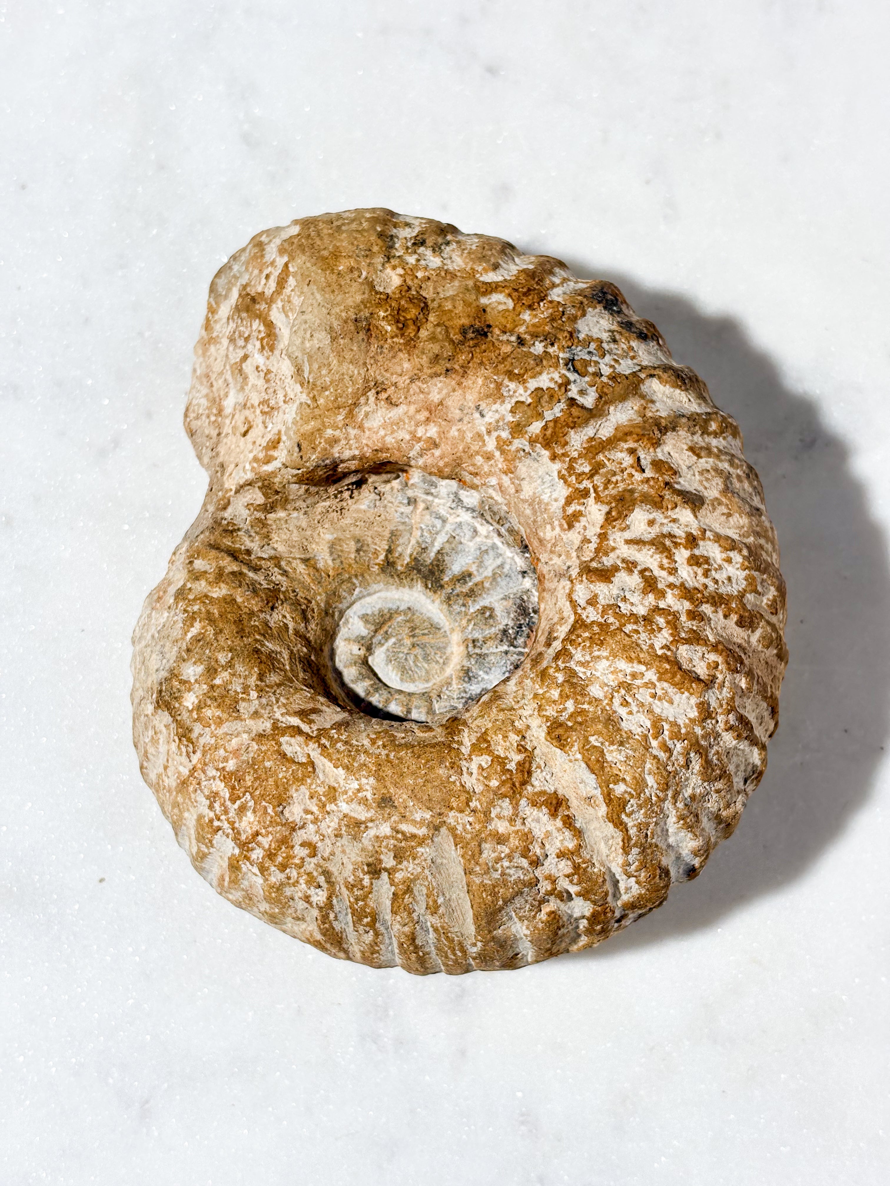 Stor ammonitfossil (nr 7)