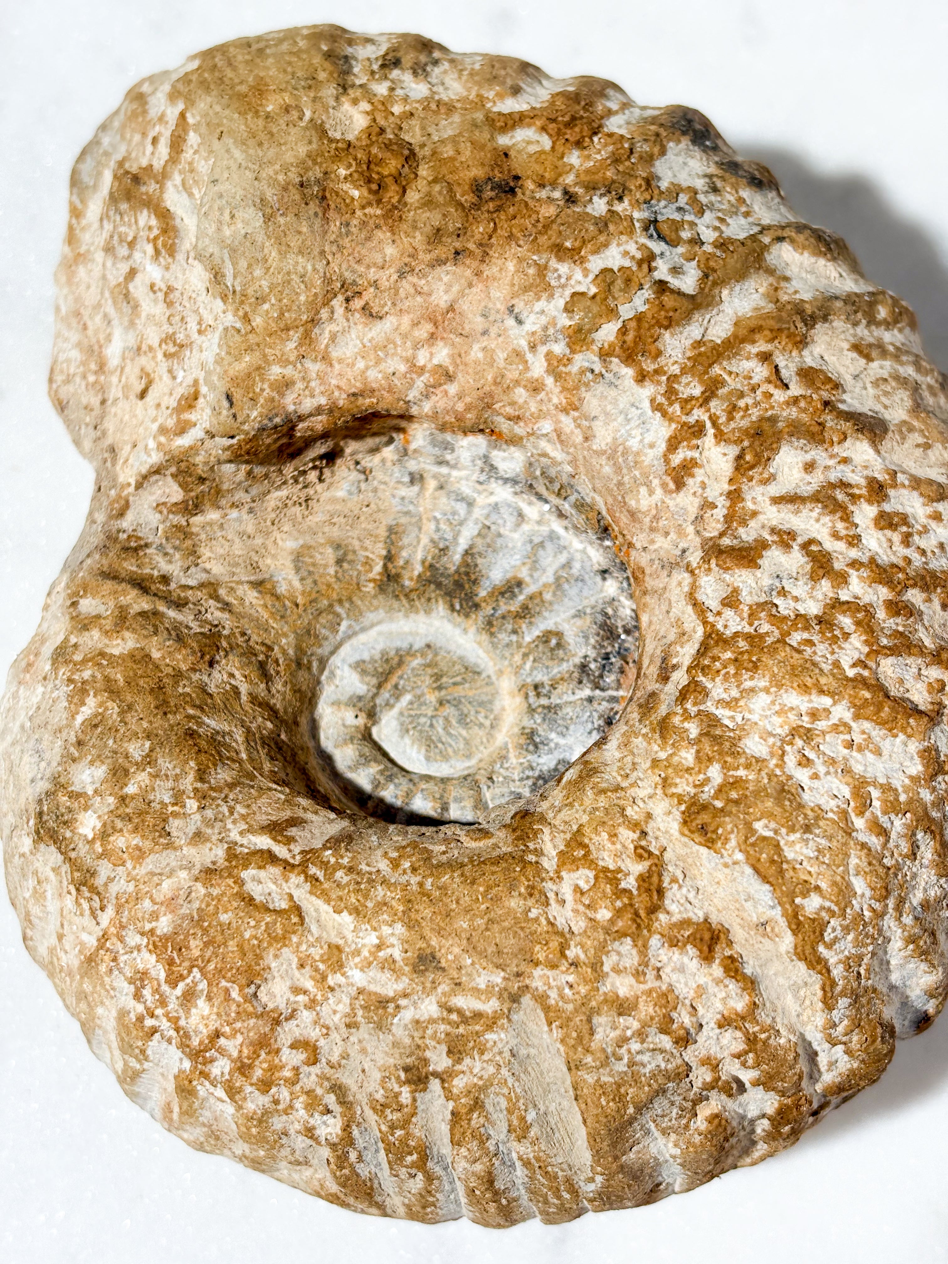 Stor ammonitfossil (nr 7)
