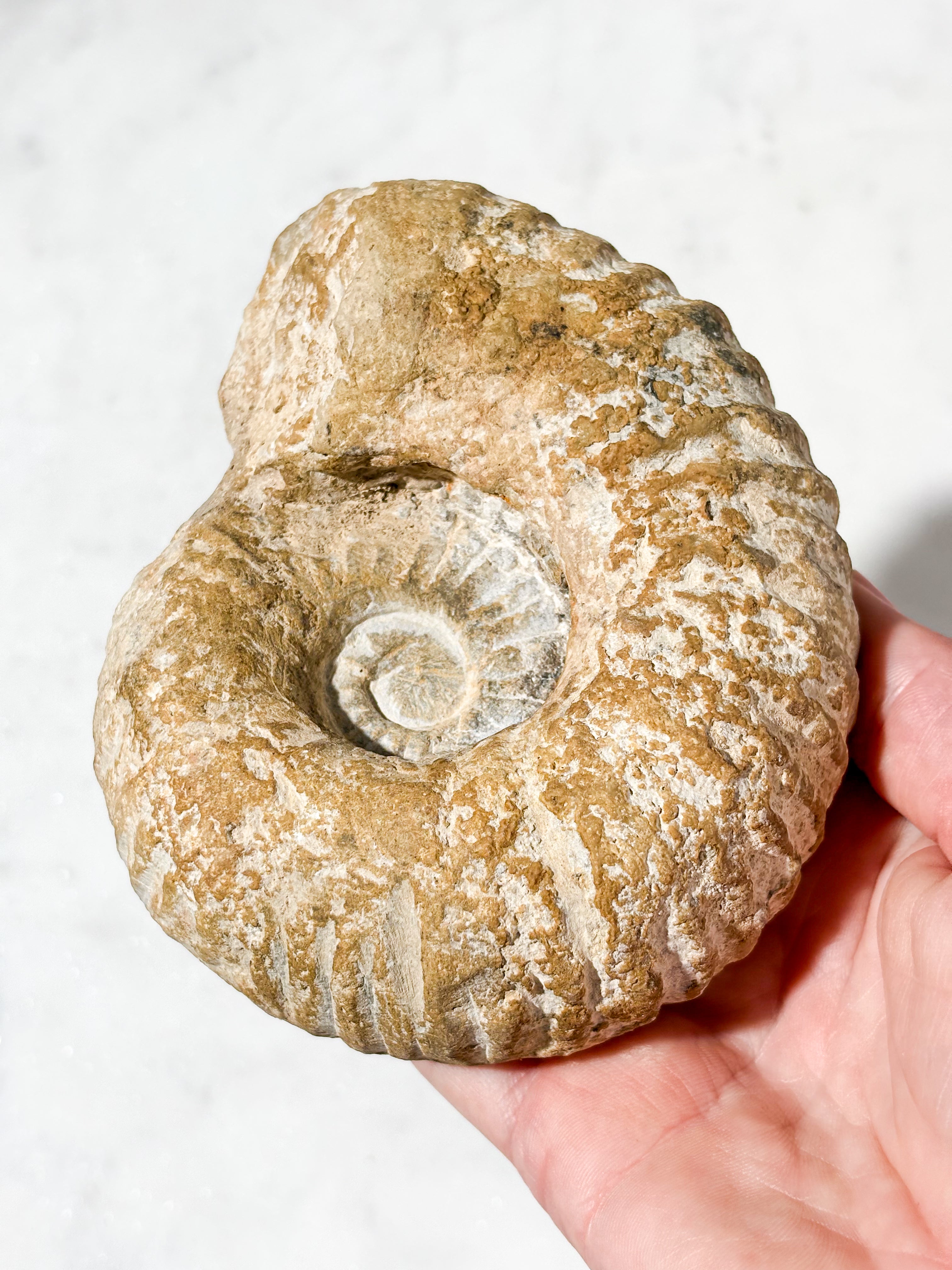 Stor ammonitfossil (nr 7)