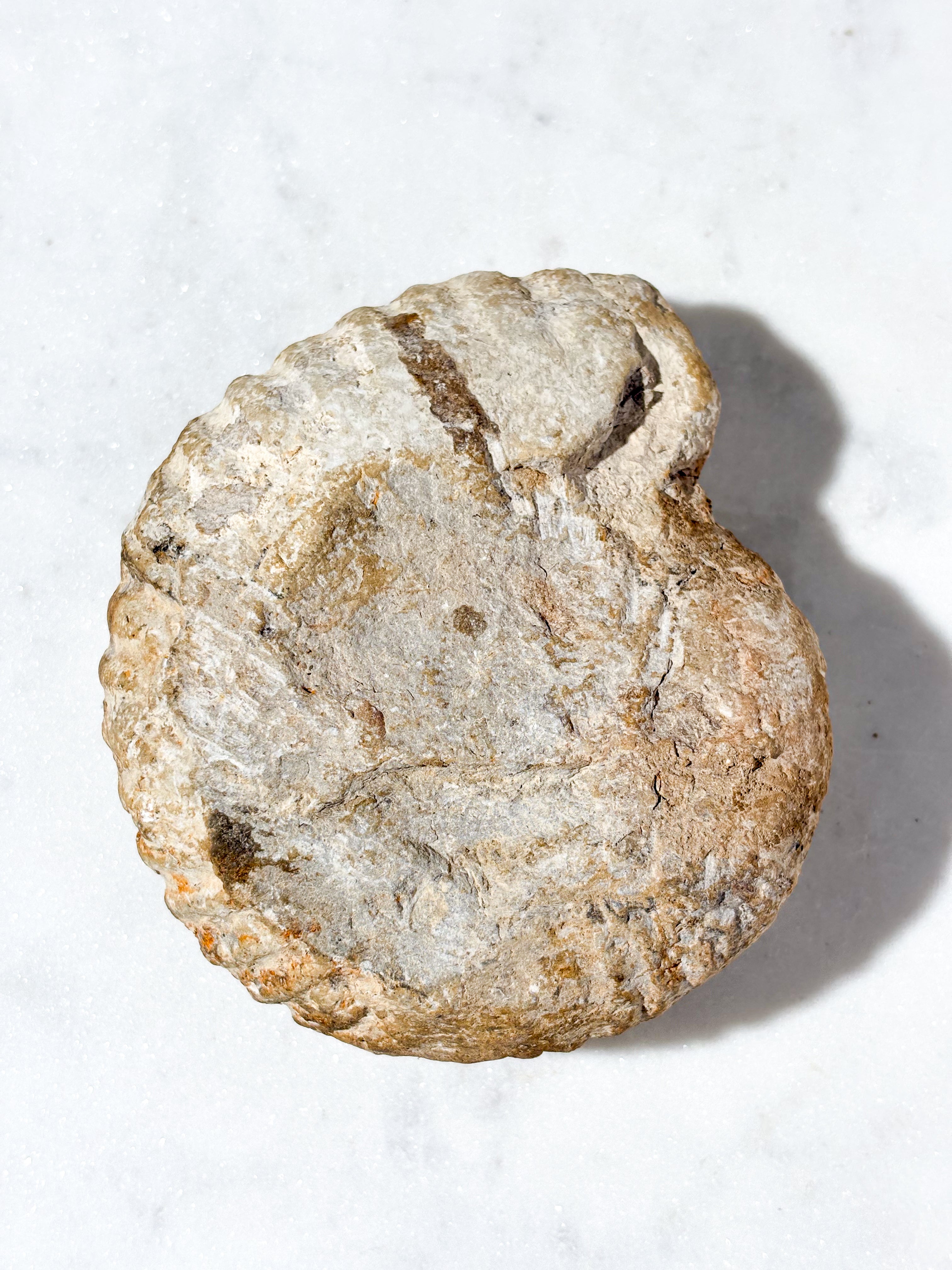 Stor ammonitfossil (nr 7)