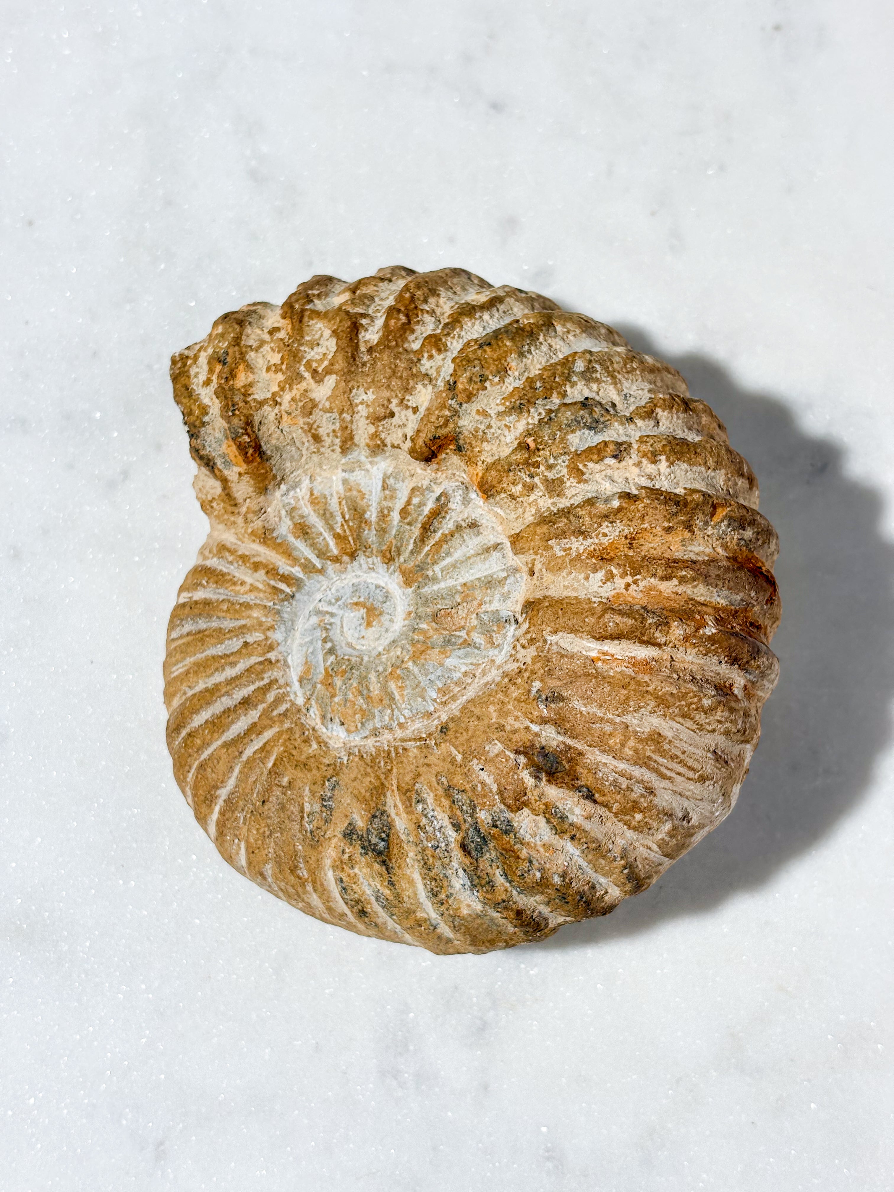 Stor ammonitfossil (Nr. 9)