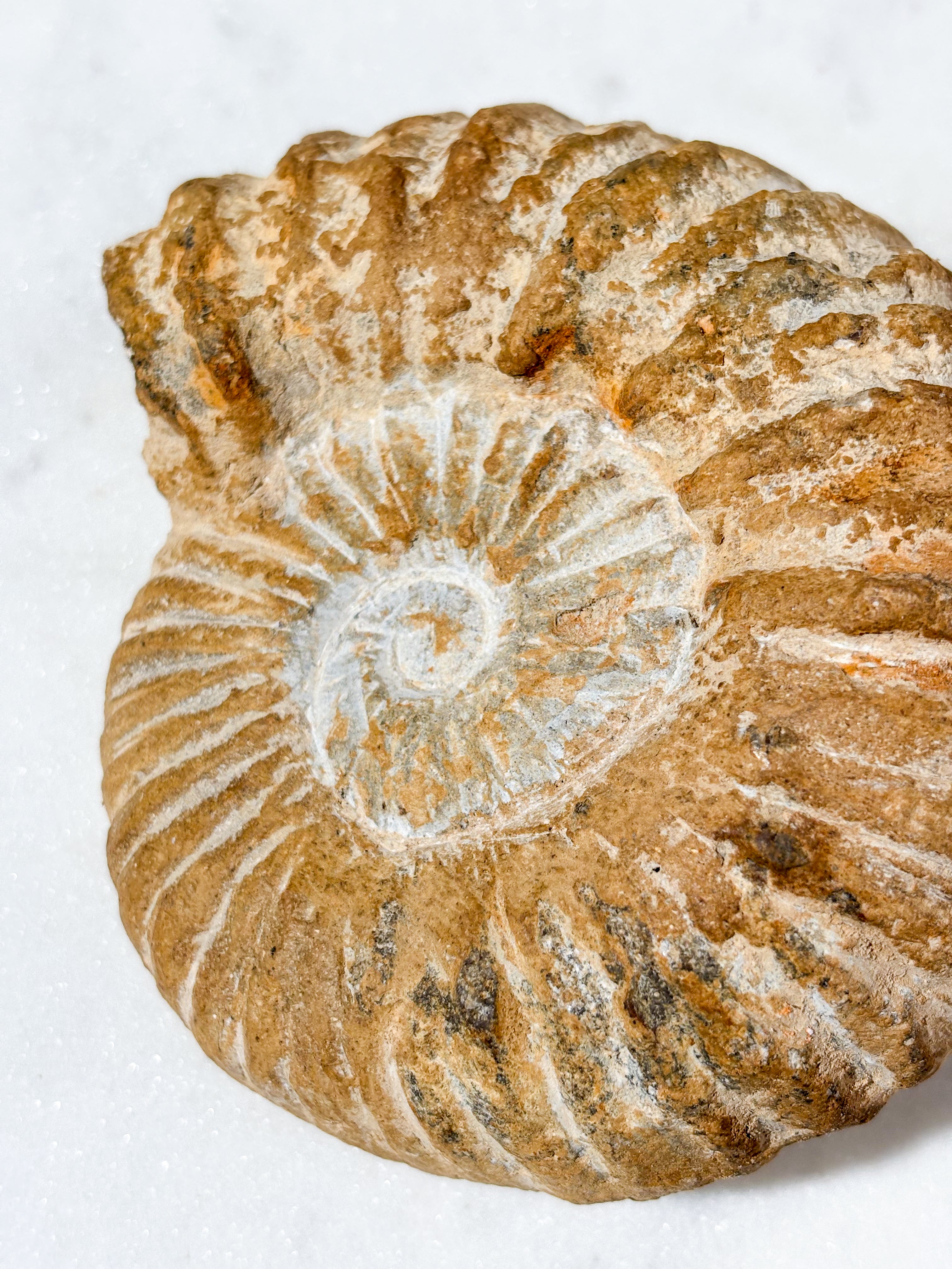 Stor ammonitfossil (Nr. 9)