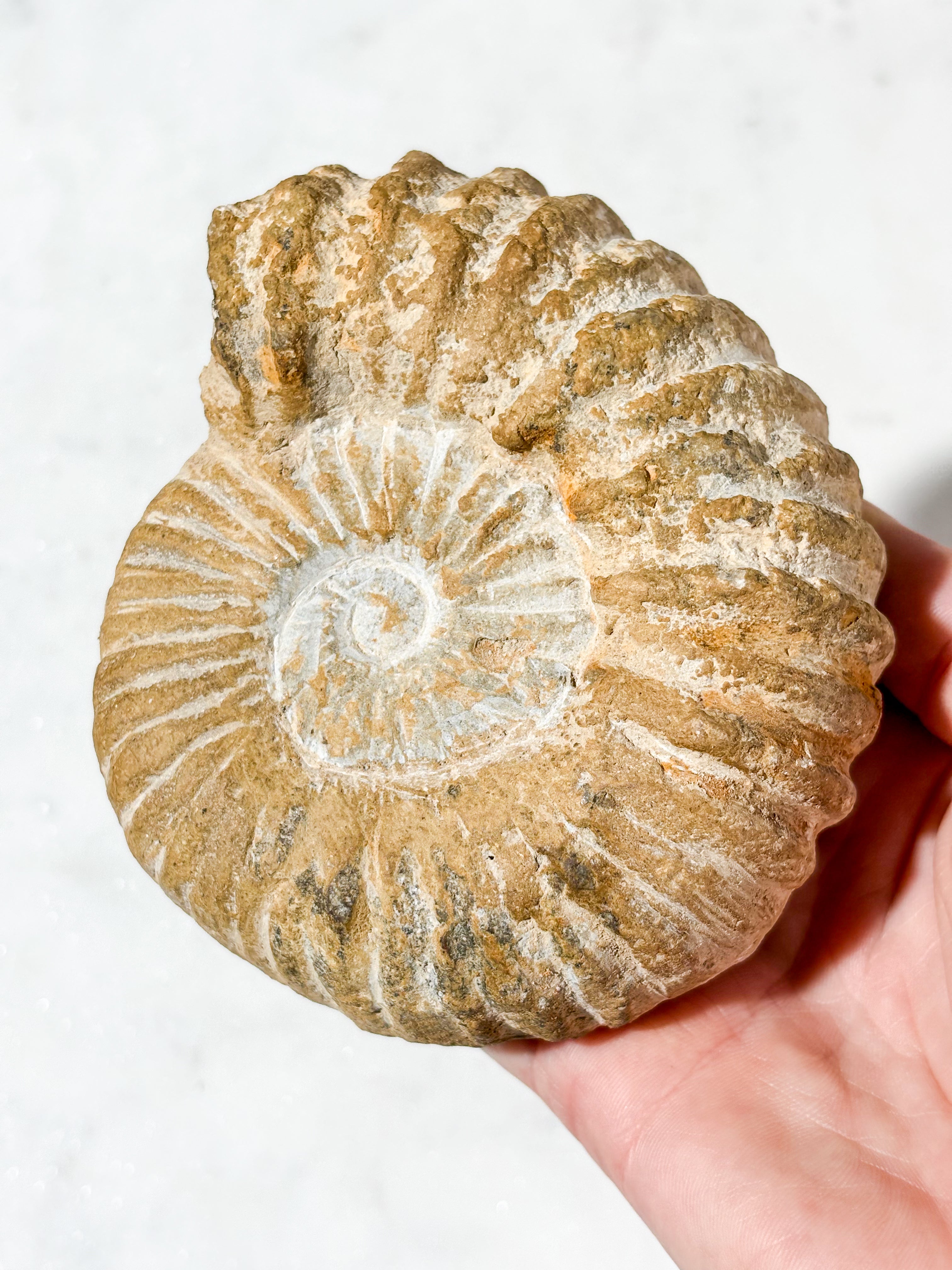 Stor ammonitfossil (Nr. 9)