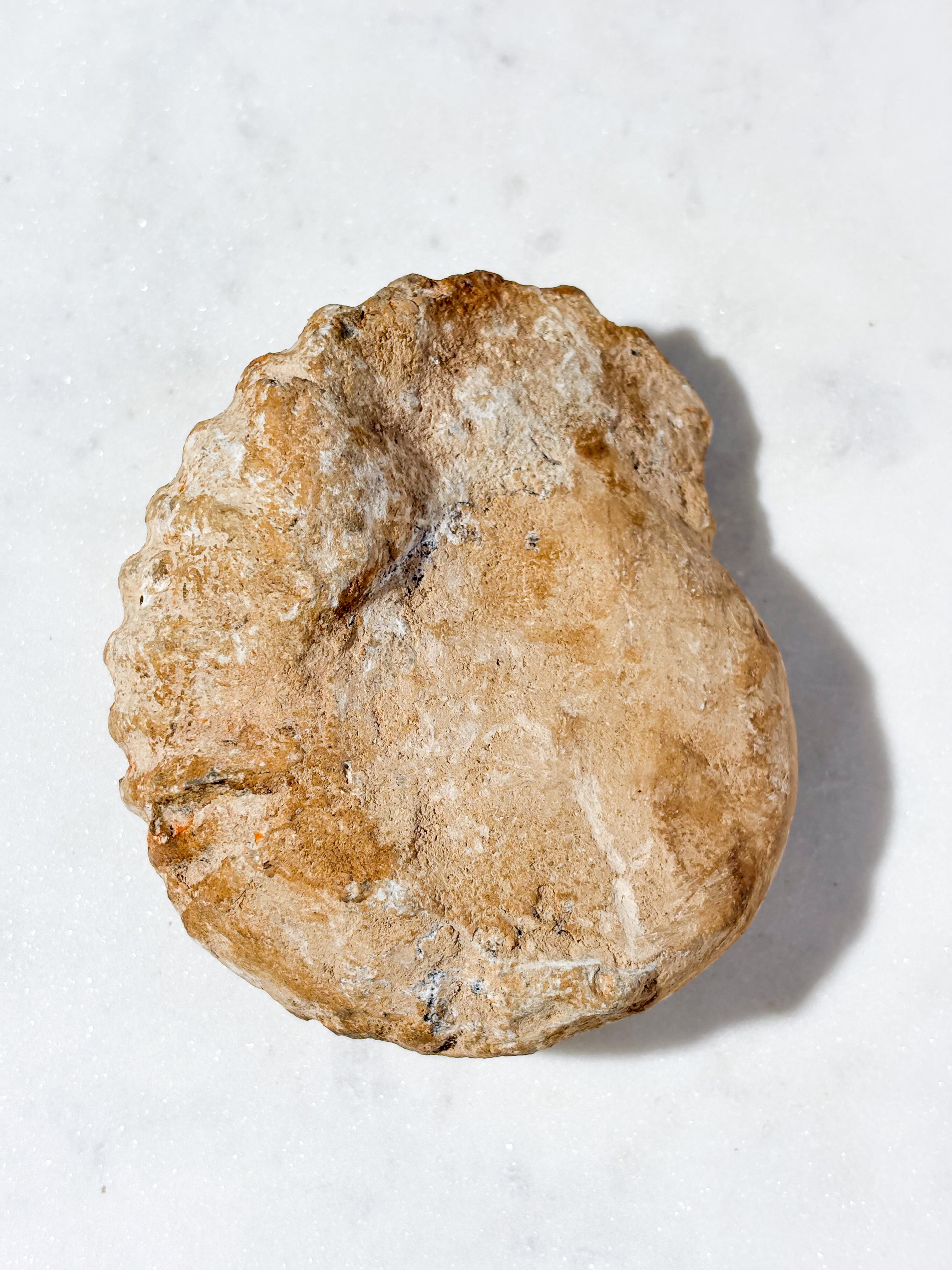 Stor ammonitfossil (Nr. 9)