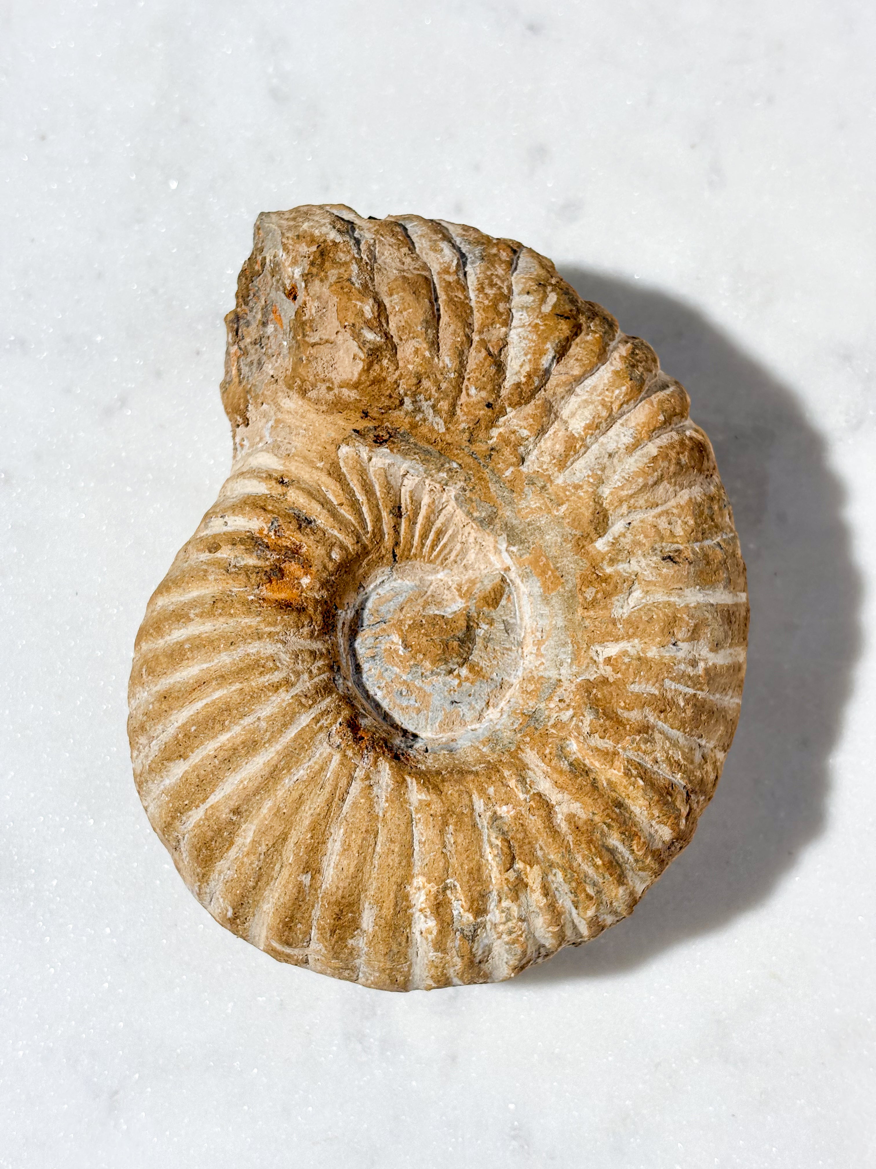 Stor Ammonit Fossil (Nr. 10)