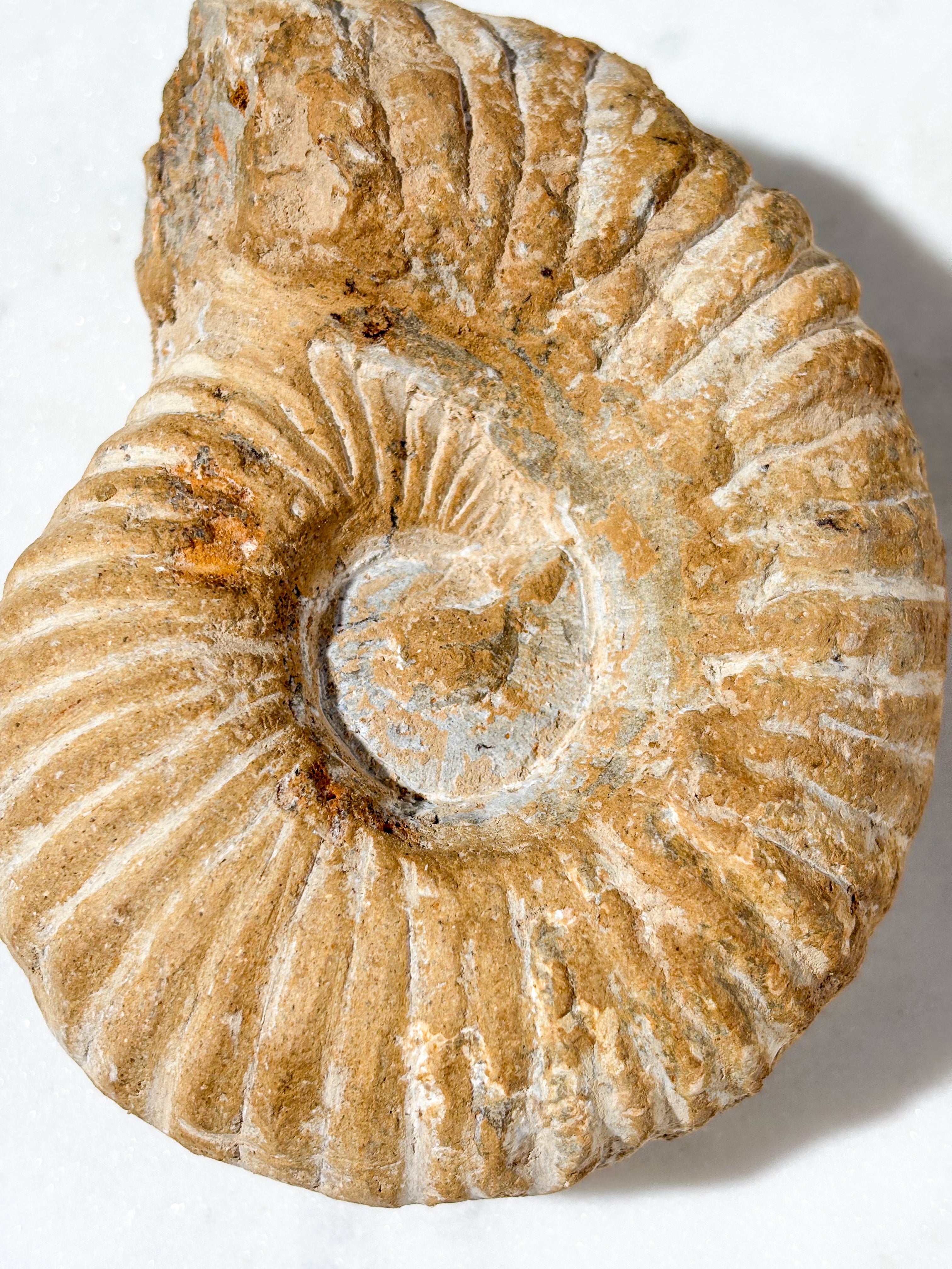 Stor Ammonit Fossil (Nr. 10)