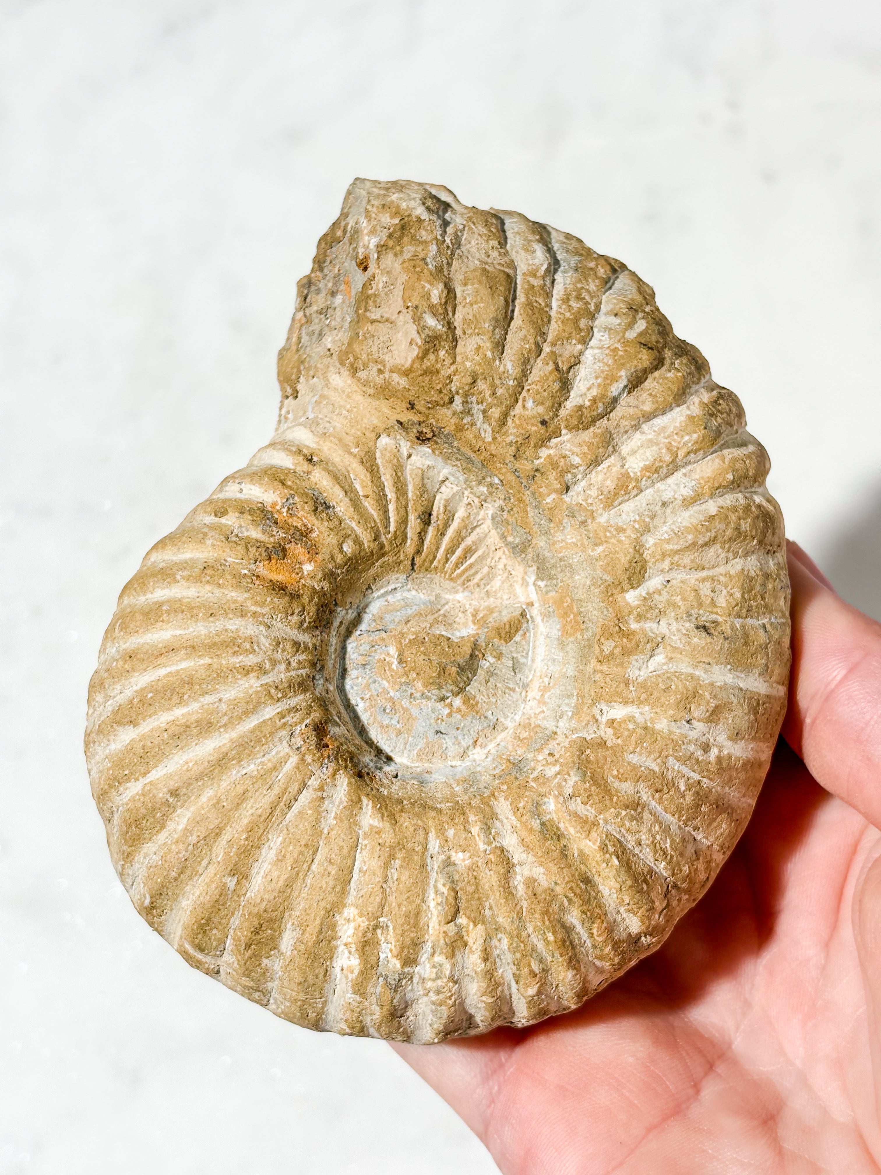 Stor Ammonit Fossil (Nr. 10)